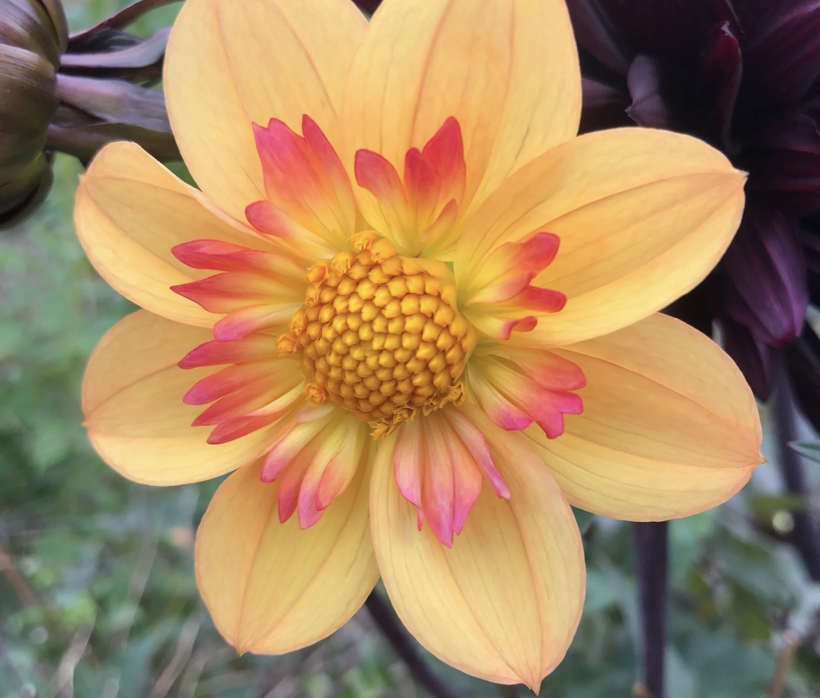 Kelsey Annie Joy.png