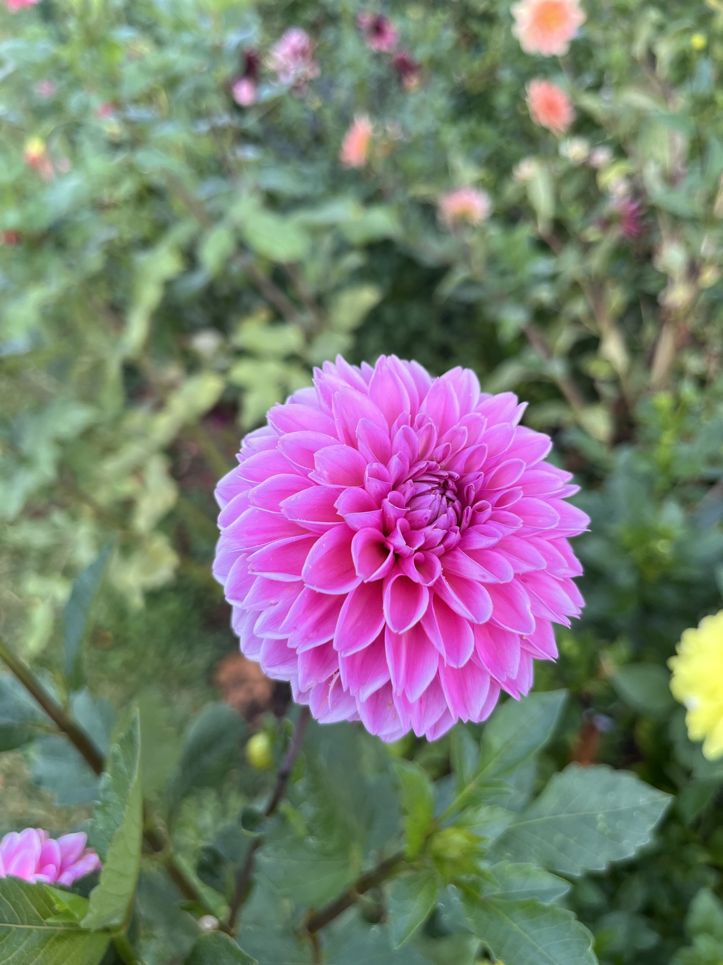 Sandra Pink Sylvia.jpeg