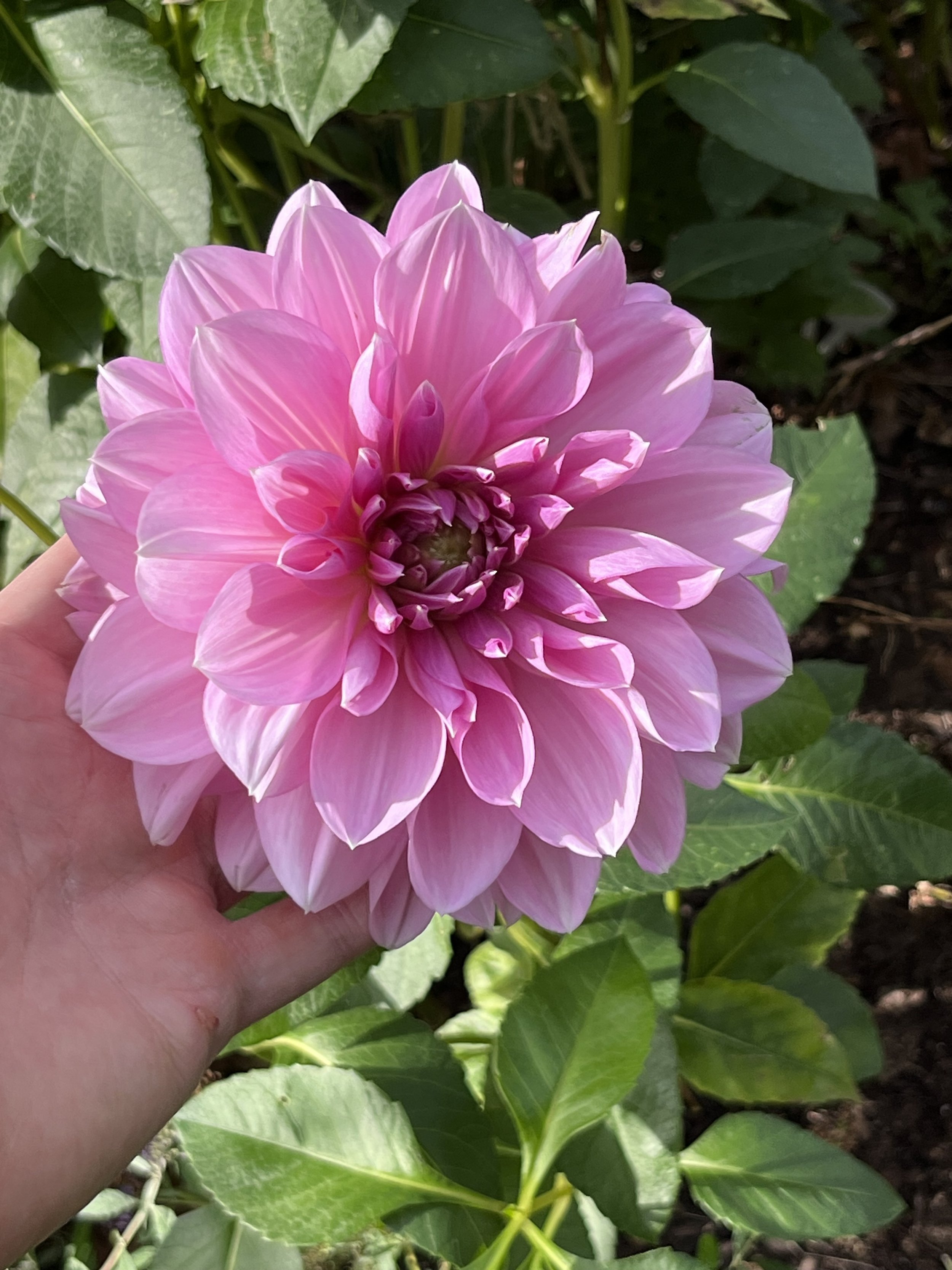 Lavender Perfection.jpeg