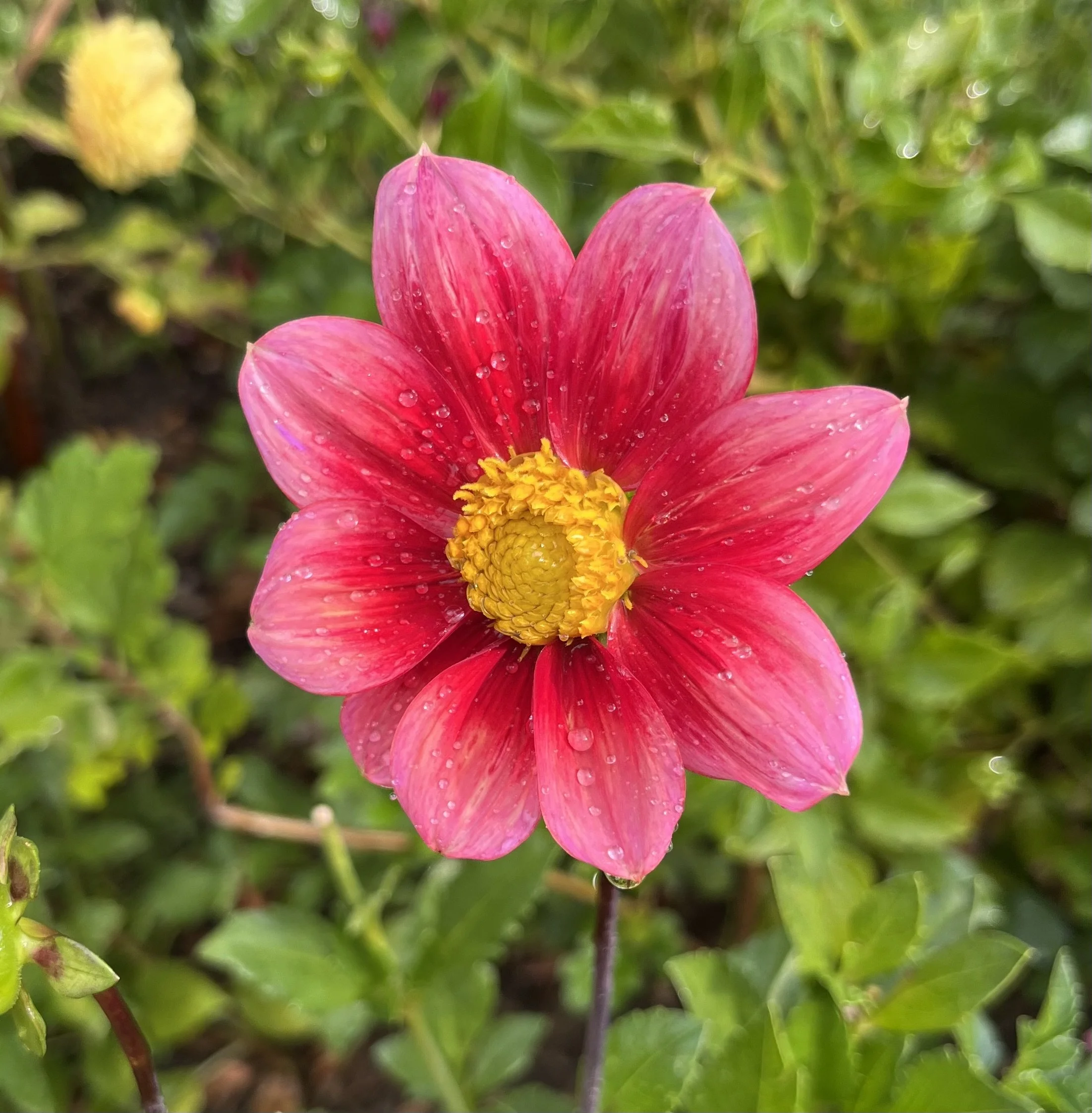 Fairview Schatz.jpeg