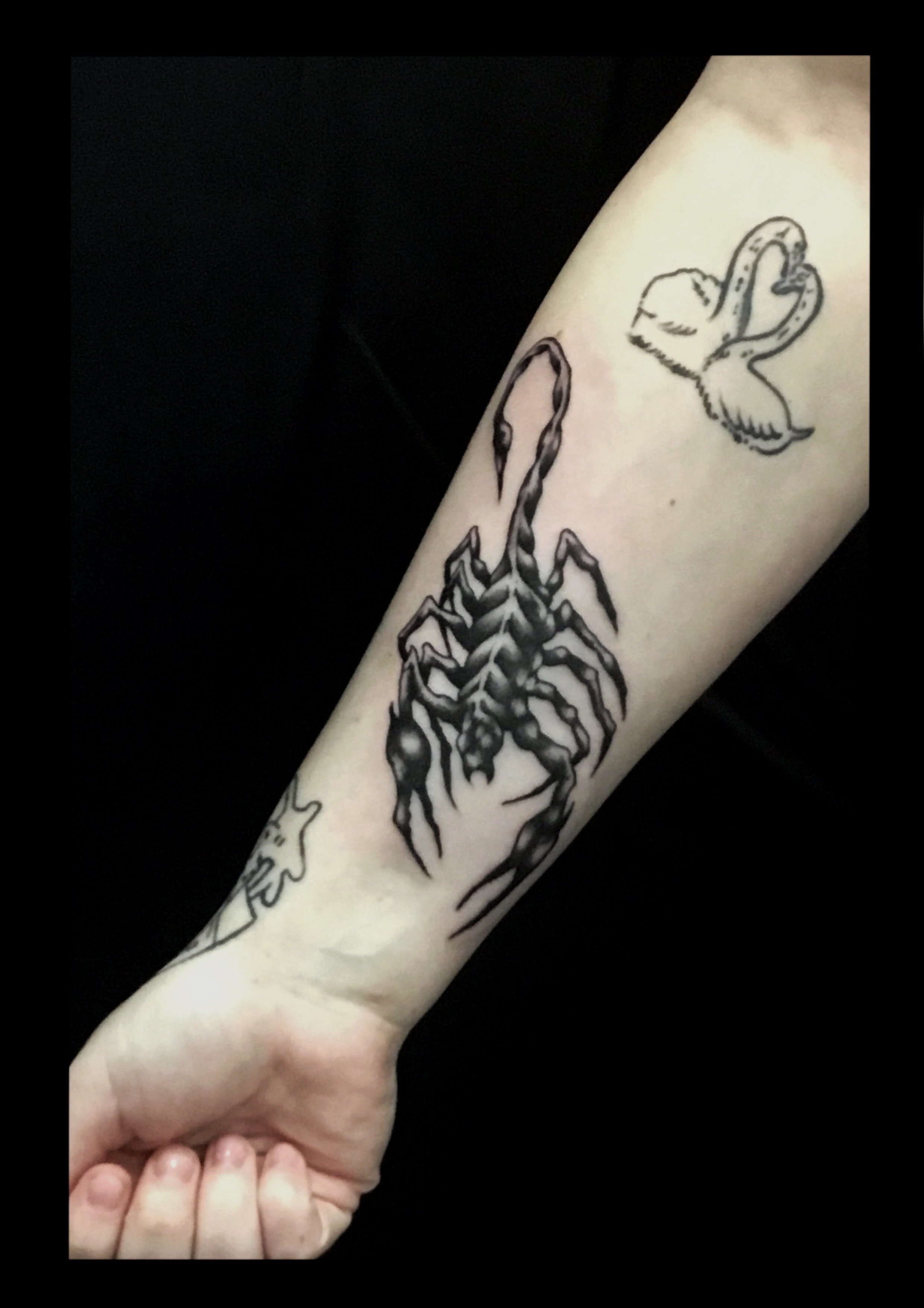 scorpion.jpeg