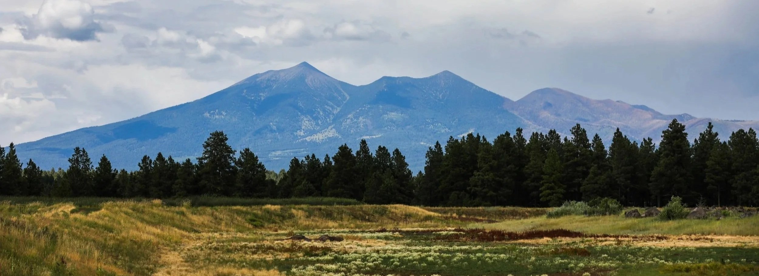 A landscape image of the San Francisco Peaks in Flagstaff Arizona from the Kachina Wetlands featuring green and yellow grass, dark green pine trees, and blue tree-covered mountains agains a cloudy sky.