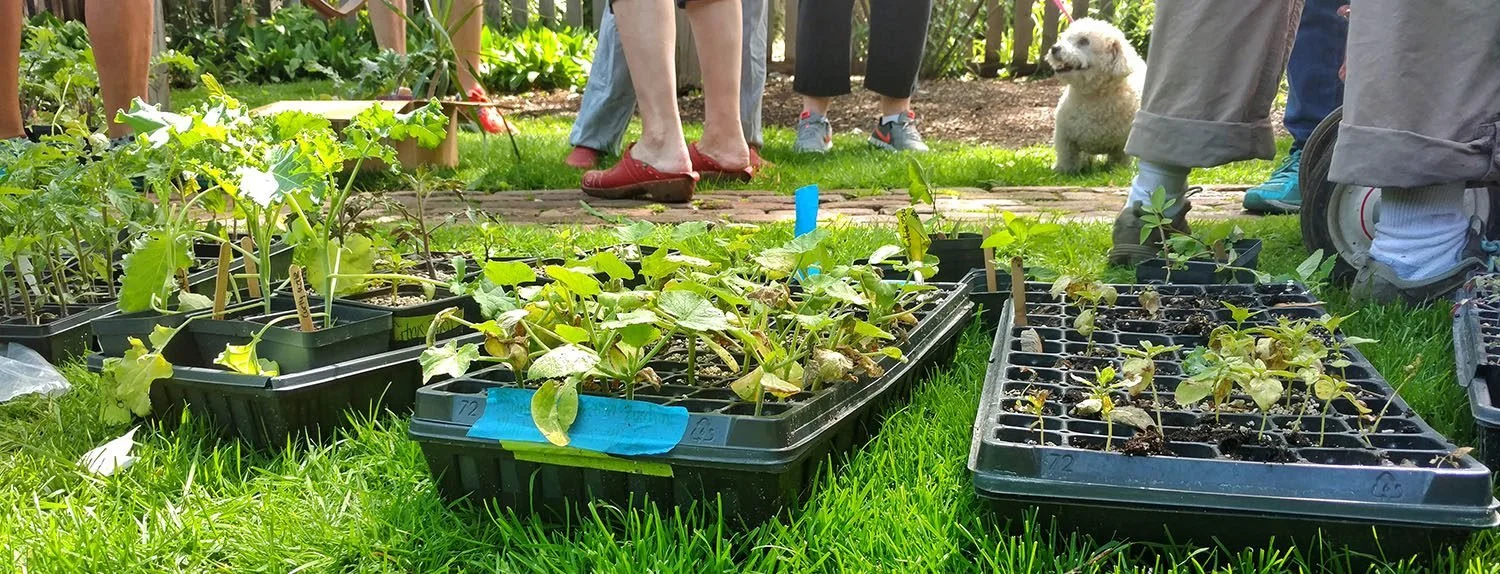 plantswap thubmnail.jpeg