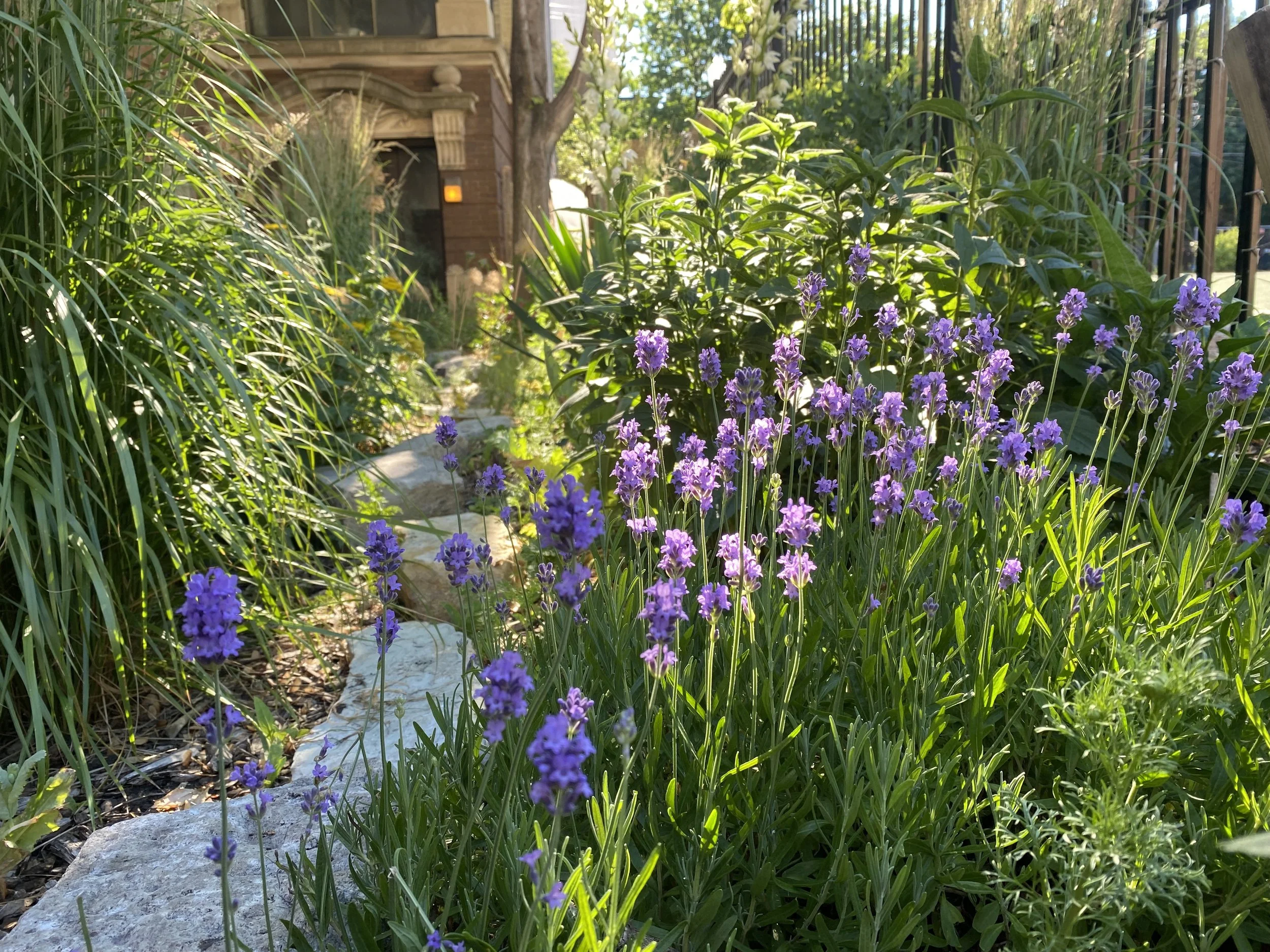 Uptown Garden    coming soon...