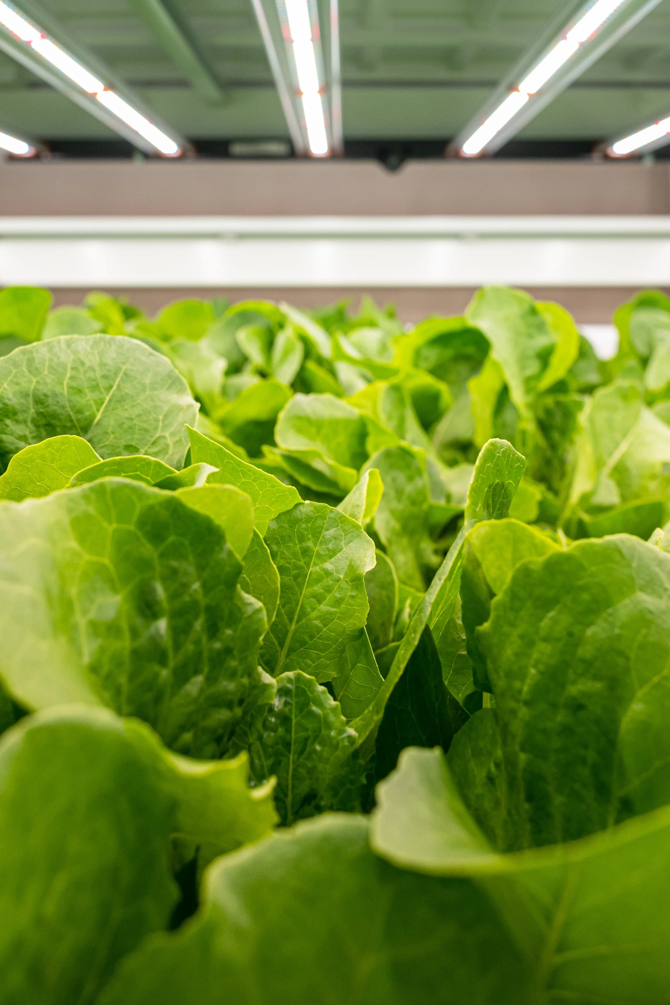 03_11_2022_common_market_geo_greens-47.jpg