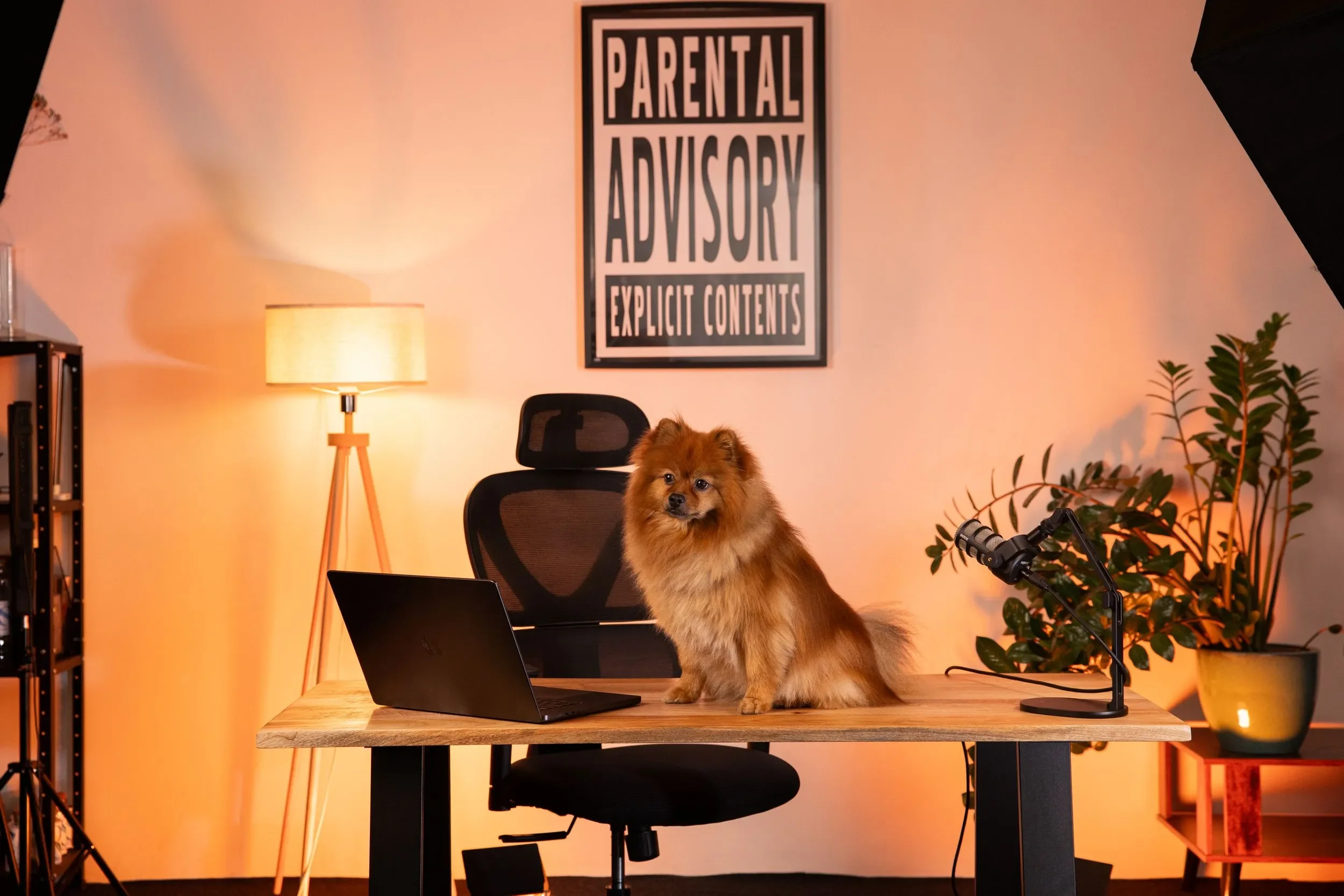 dog-friendly studio