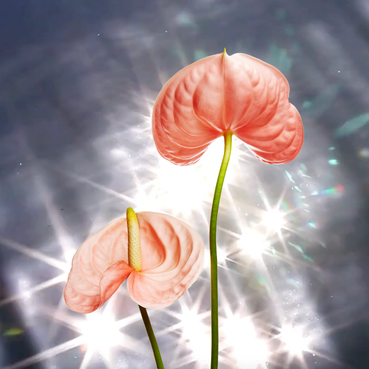 How to survive mercury retrograde