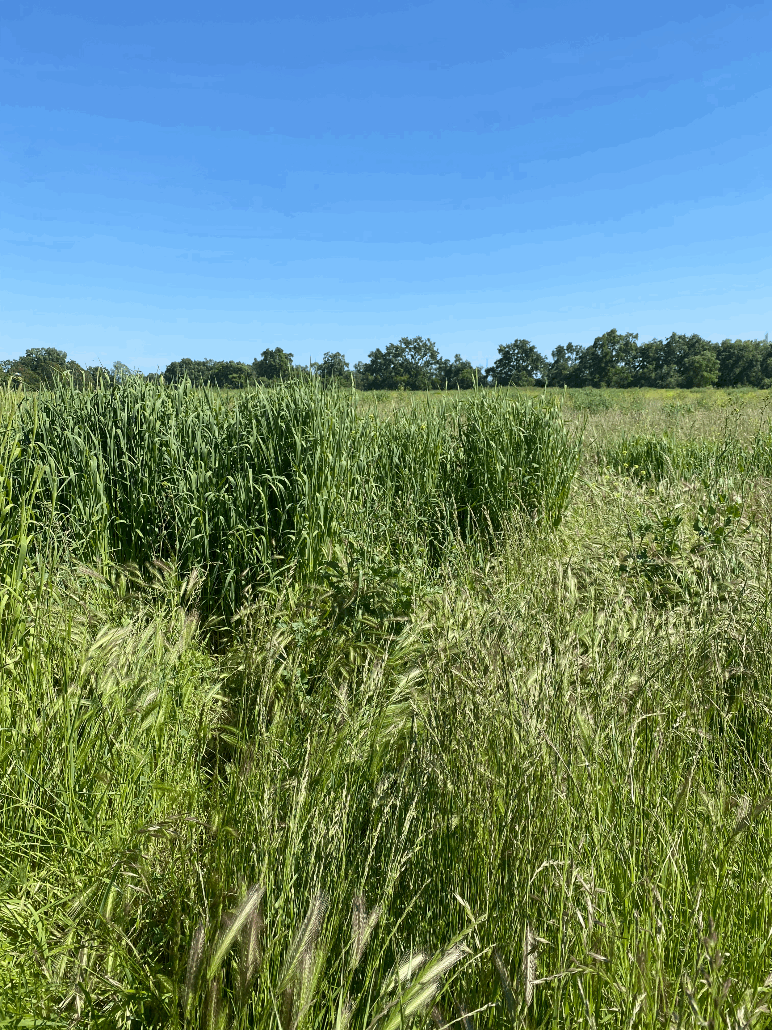 PT Ranch and its quest to help heal the planet