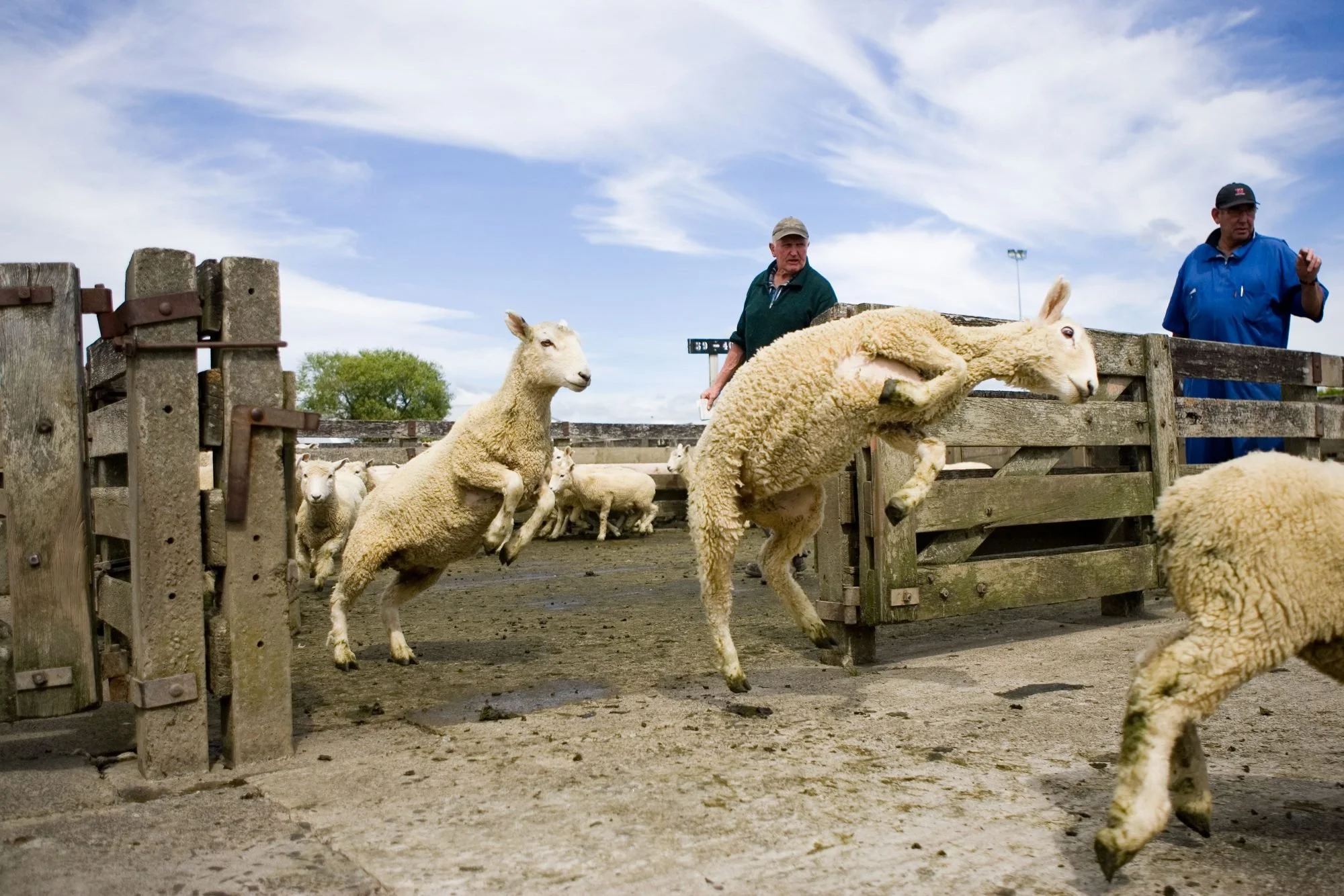A group of sheep jumping over a small wooden fence while two men watch.