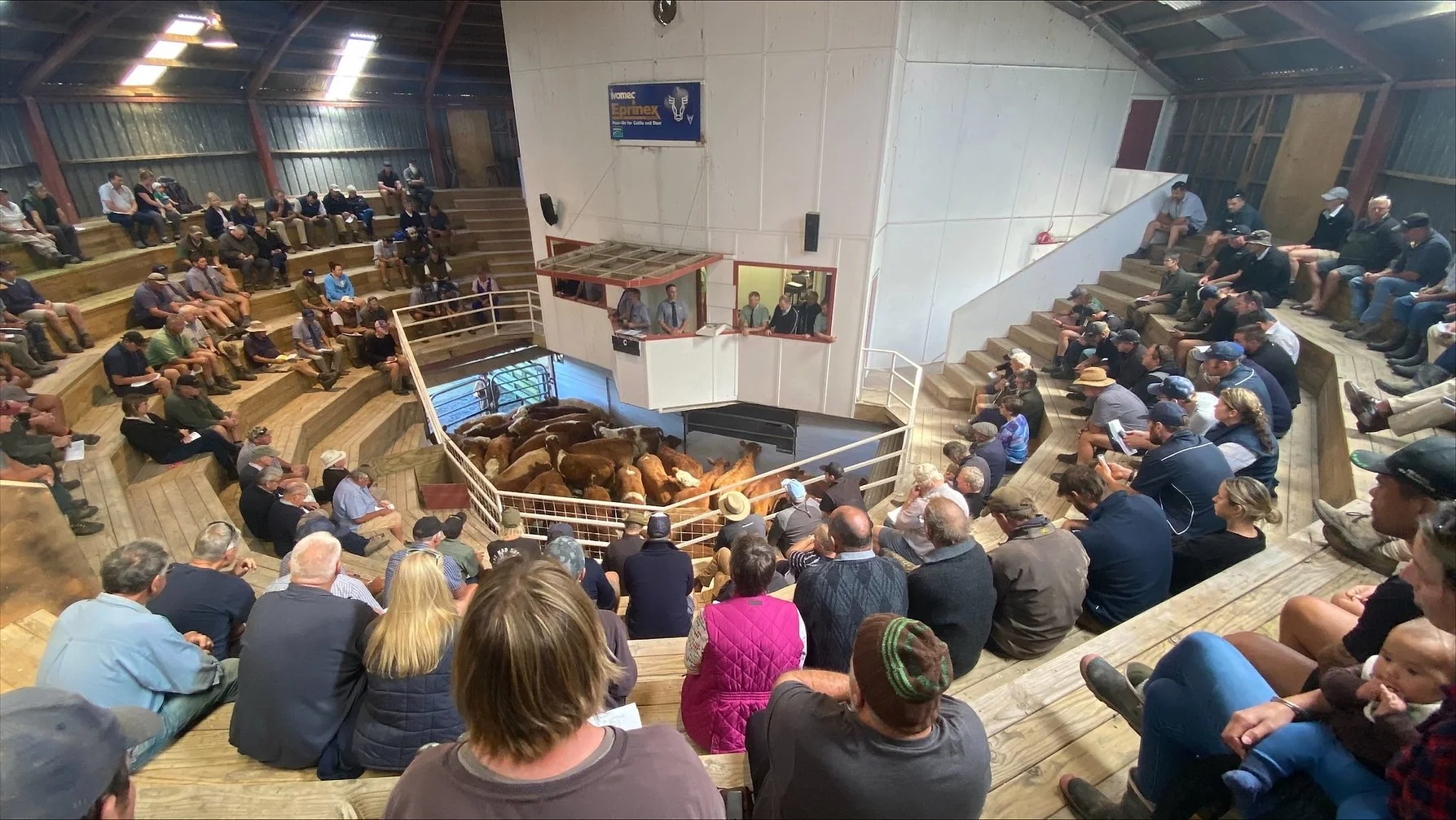 Cattle at a livestock auction