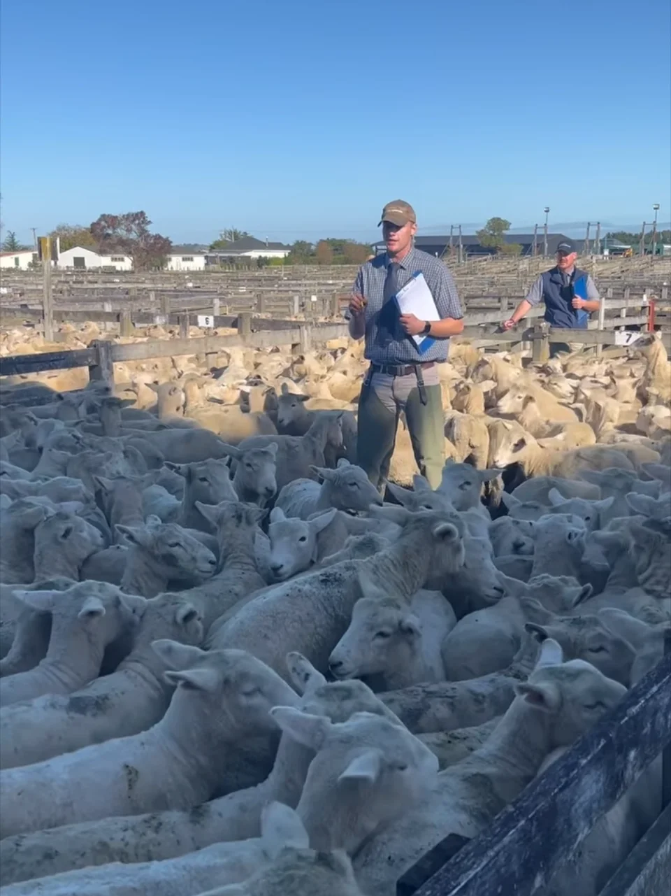 Dannevirke stockyard with agent