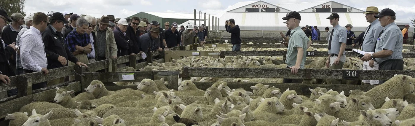 People and sheep at a livestock auction or sale under a cloudy sky.