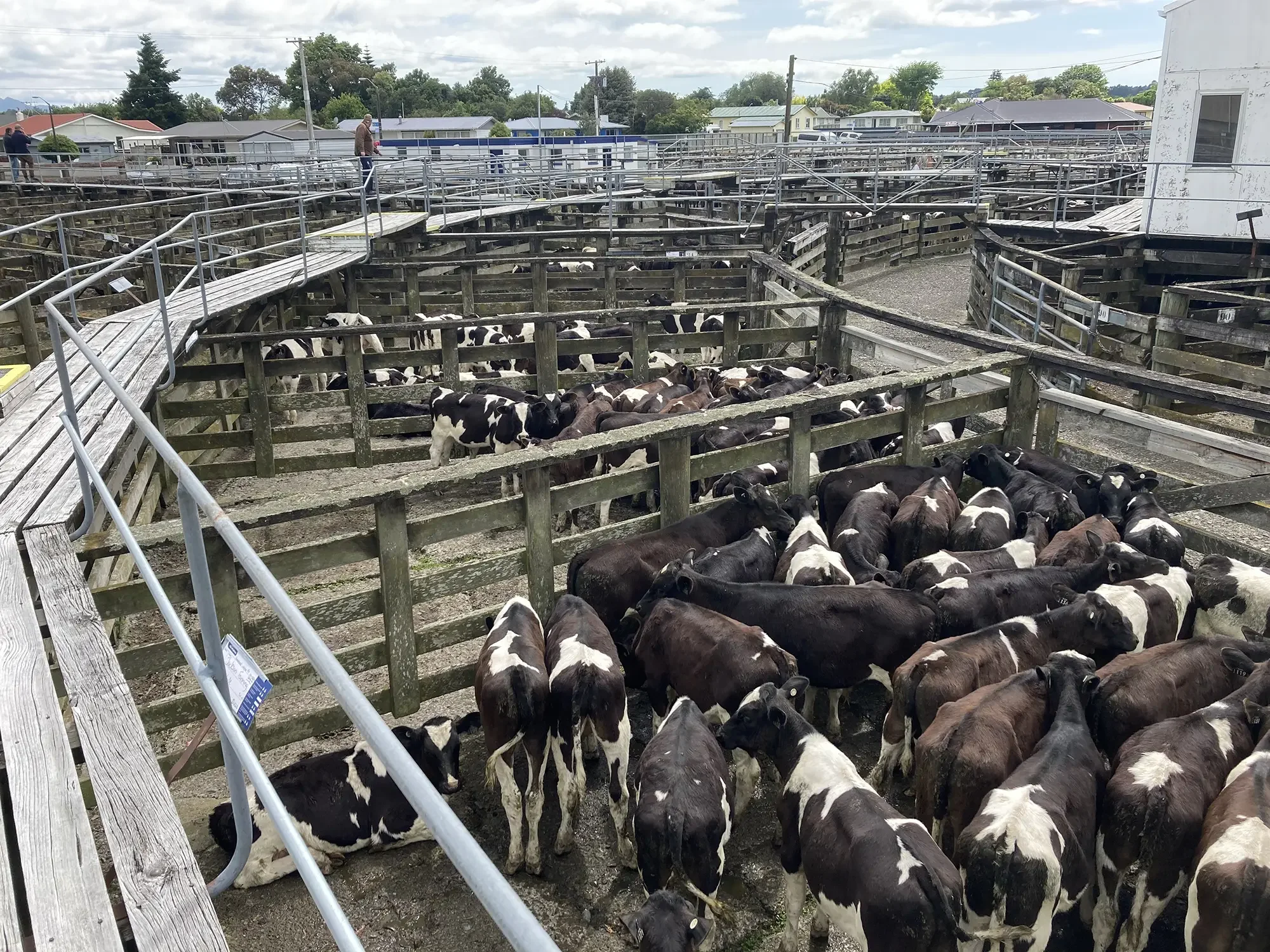 Dannevirke cattle in yard