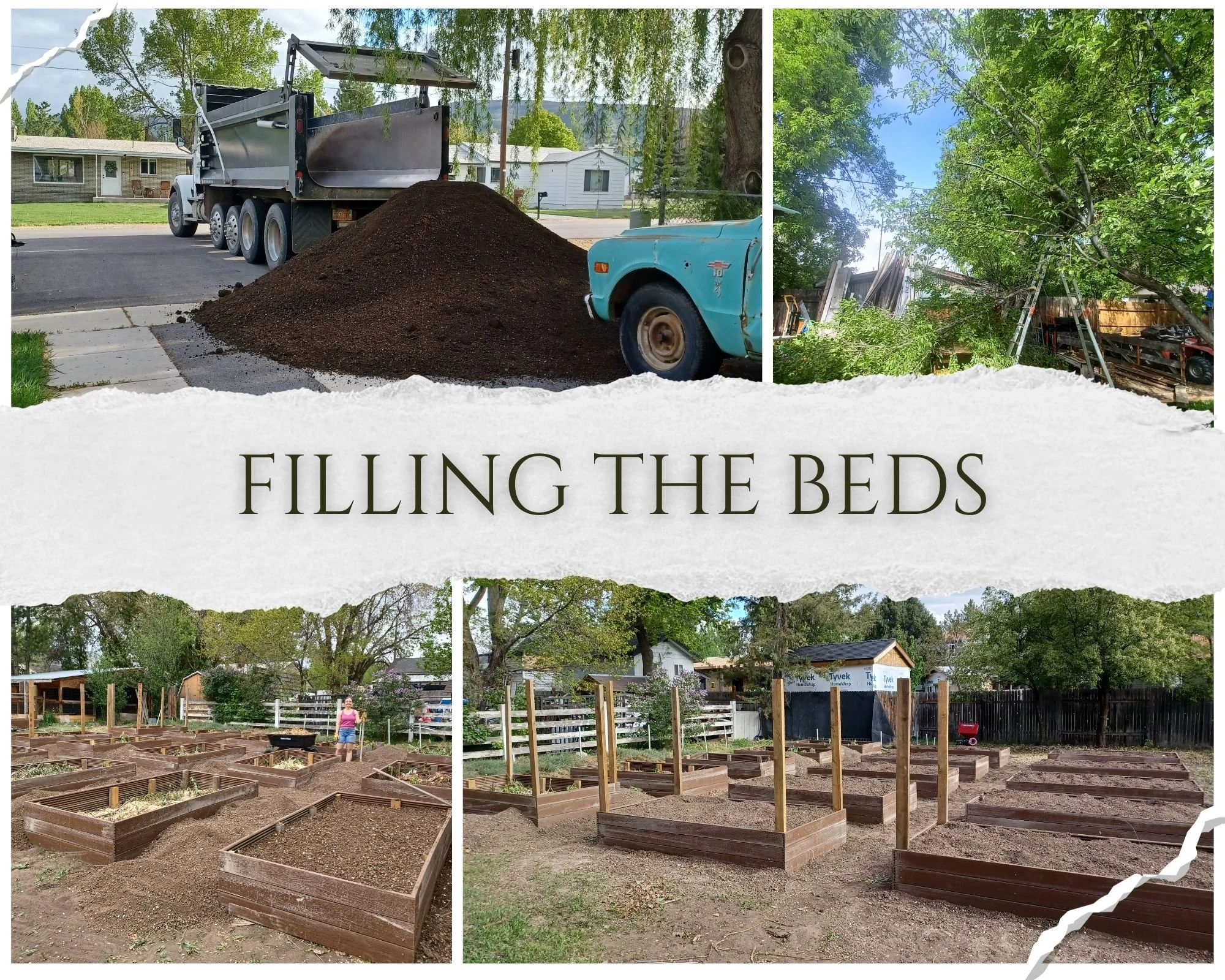 A collage of four images showing a gardening project: top left shows a dump truck and a pile of soil, top right depicts a fallen tree with a ladder and a fence, bottom left shows empty garden beds with a person standing nearby, bottom right displays completed raised garden beds with wooden posts in a yard. The text overlay reads 'Filling the Beds.'