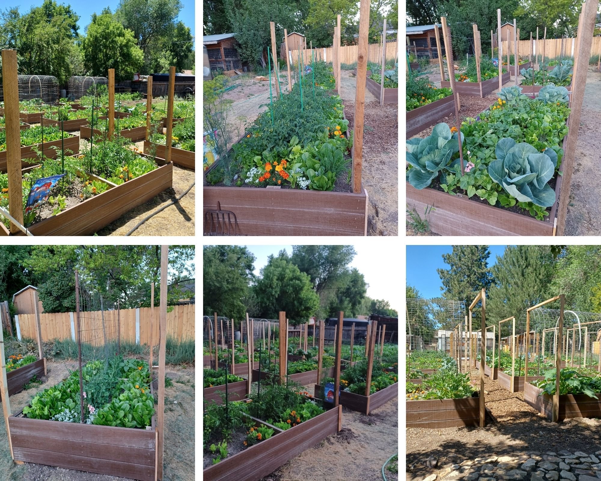 Six photos of a backyard garden with raised beds, plants, and wooden fences, showing various stages of planting and growth.