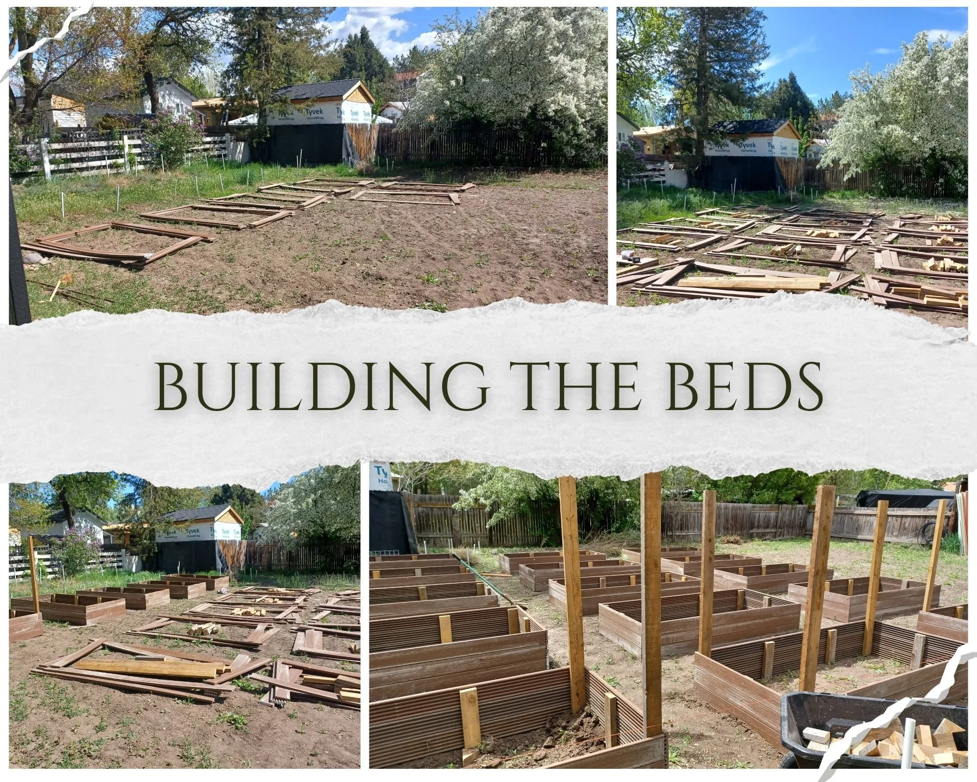 Sequence of four photos showing the process of building wooden beds in a backyard garden: initial layout of framework on soil, assembling and stacking the wooden structures, and partially completed raised beds with vertical support posts, with trees, a fence, and houses in the background.