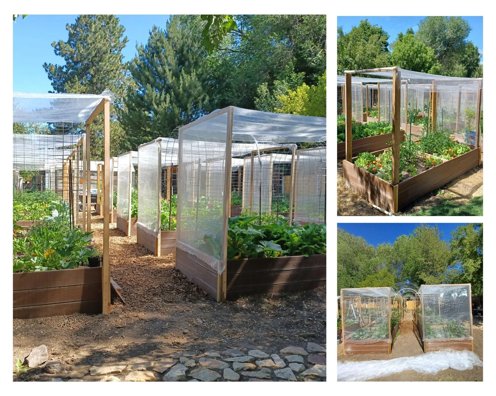 A backyard garden with multiple wooden raised beds and small greenhouses with plastic covers, surrounded by tall trees and a clear blue sky.