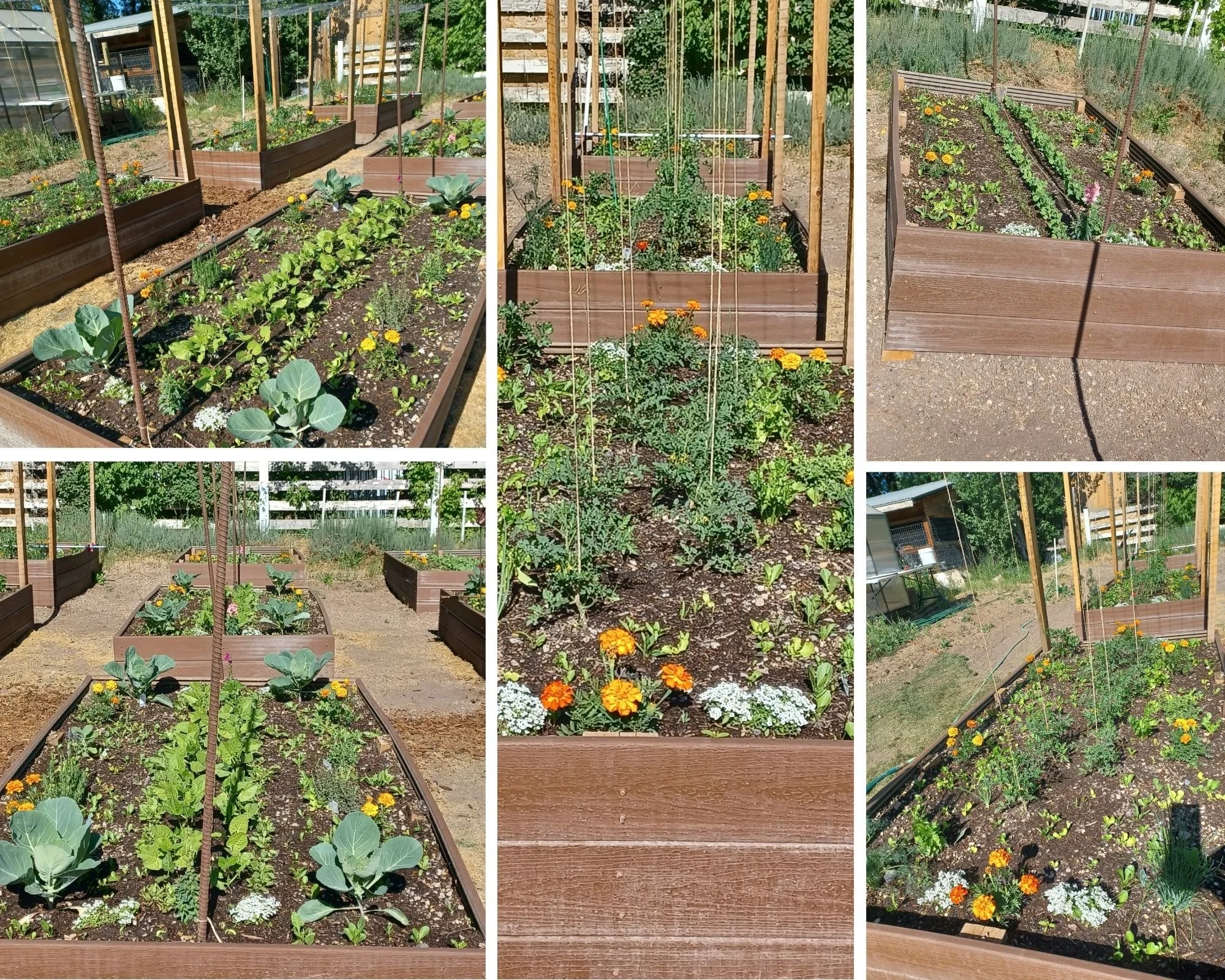 Multiple raised garden beds filled with various vegetables and flowering plants in a backyard garden.