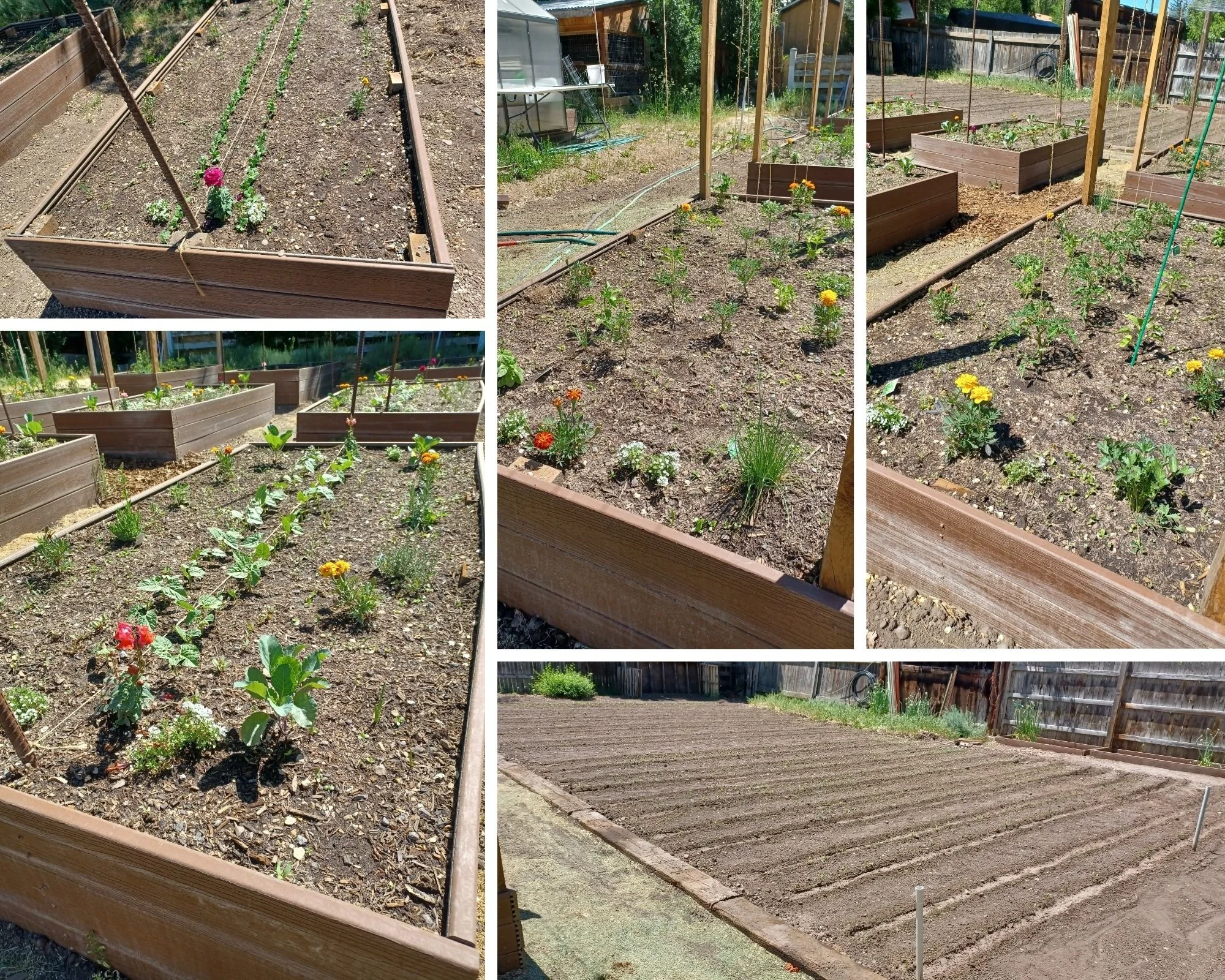 A collage of six photos showing a garden with wooden raised beds, some with young plants and flowers, and a vegetable bed with rows of freshly tilled soil.