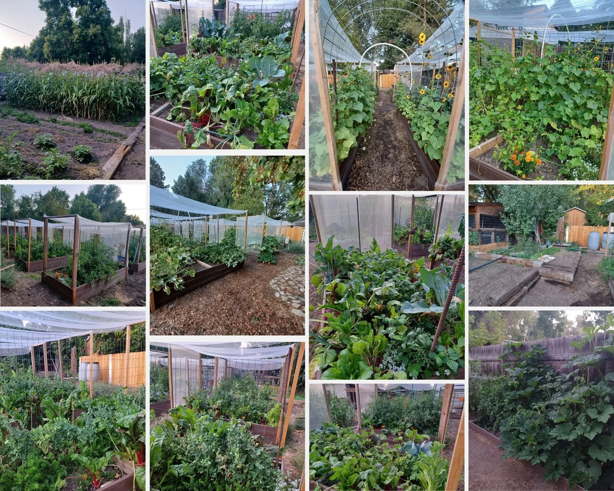 collage of various garden beds and greenhouses with vegetables and plants, including corn, leafy greens, cucumbers, and flowering plants, set in a backyard with trees and wooden fences.