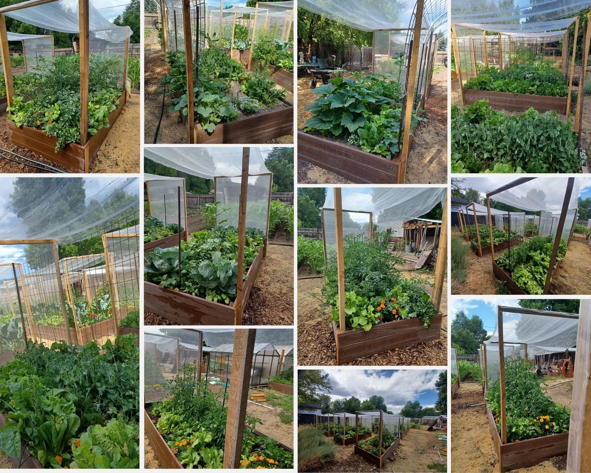 Collage of multiple vegetable garden beds with green leafy vegetables, flowers, and plants, protected by mesh covers, in an outdoor backyard setting.