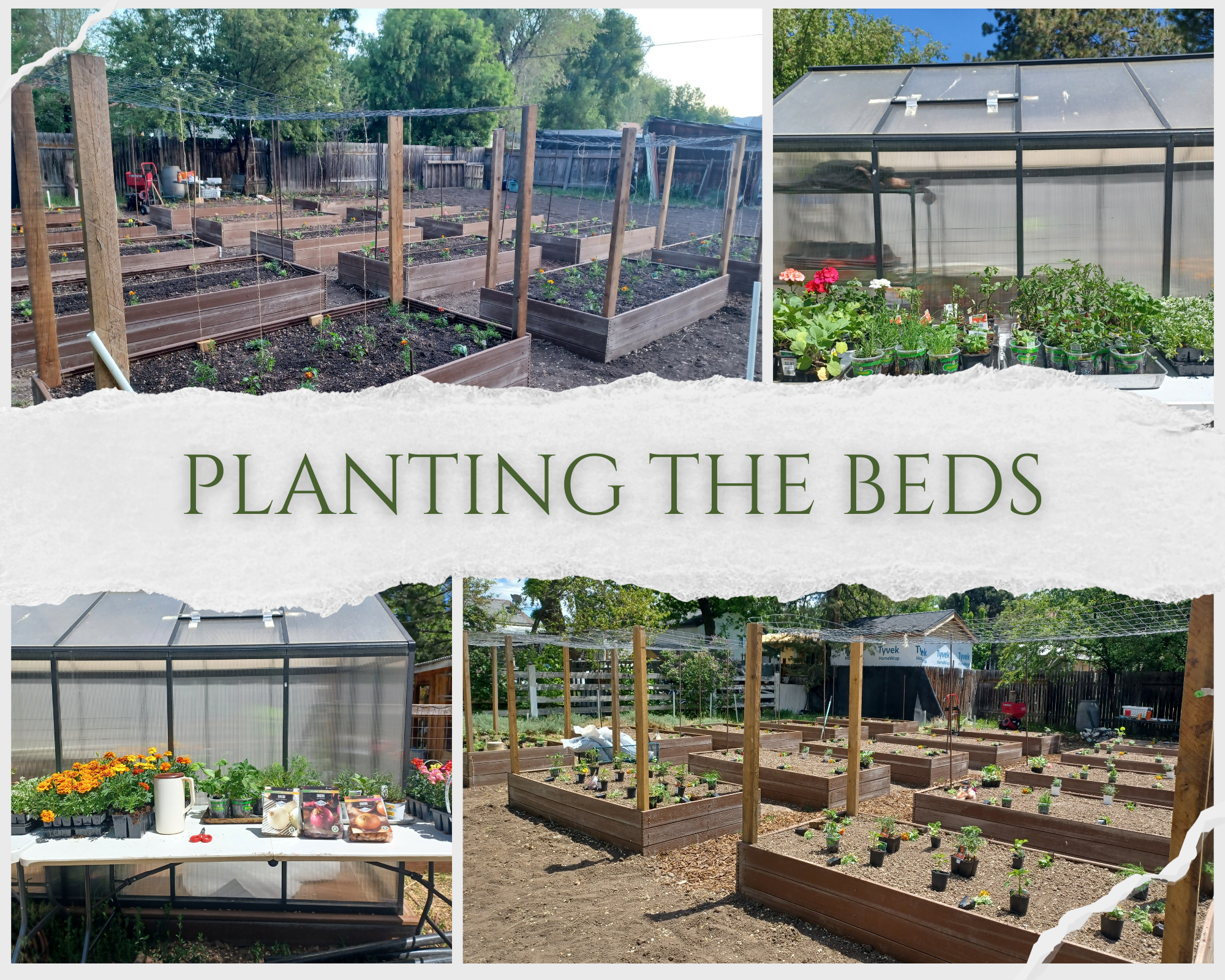A collage of four photos showing a garden with raised beds and a greenhouse, with a central text overlay that reads 'Planting the Beds'.