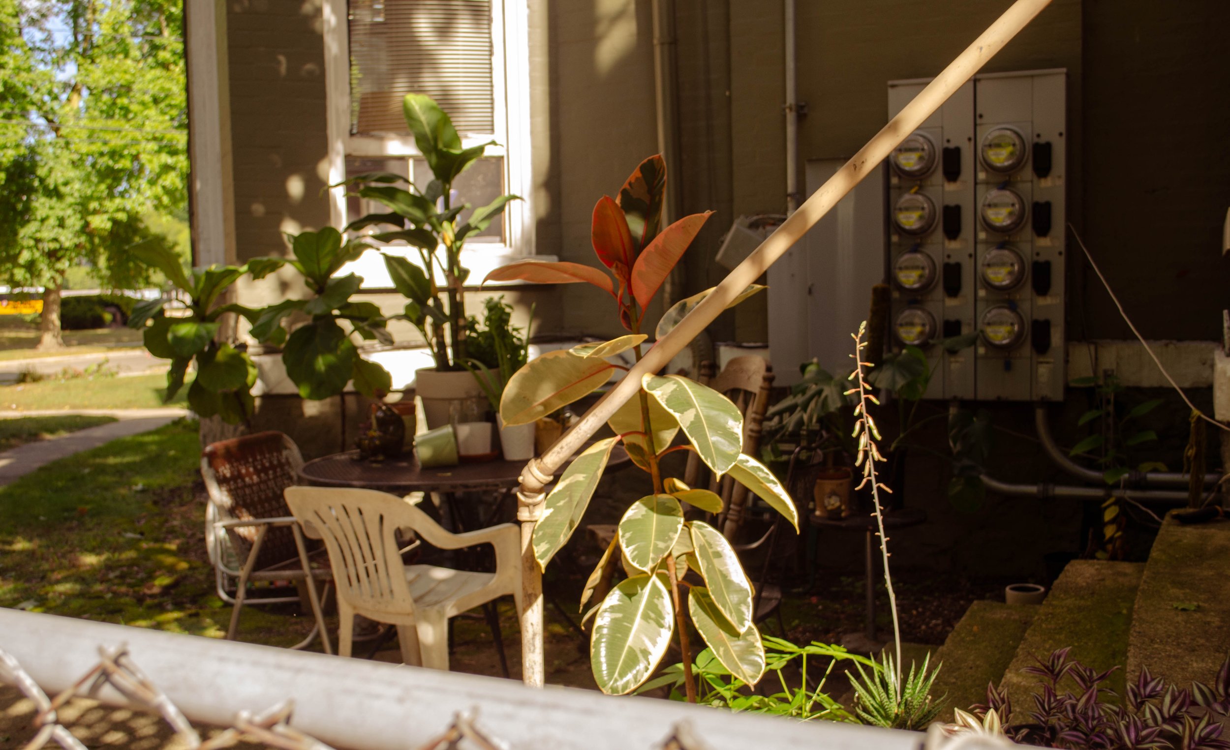 plant.jpg
