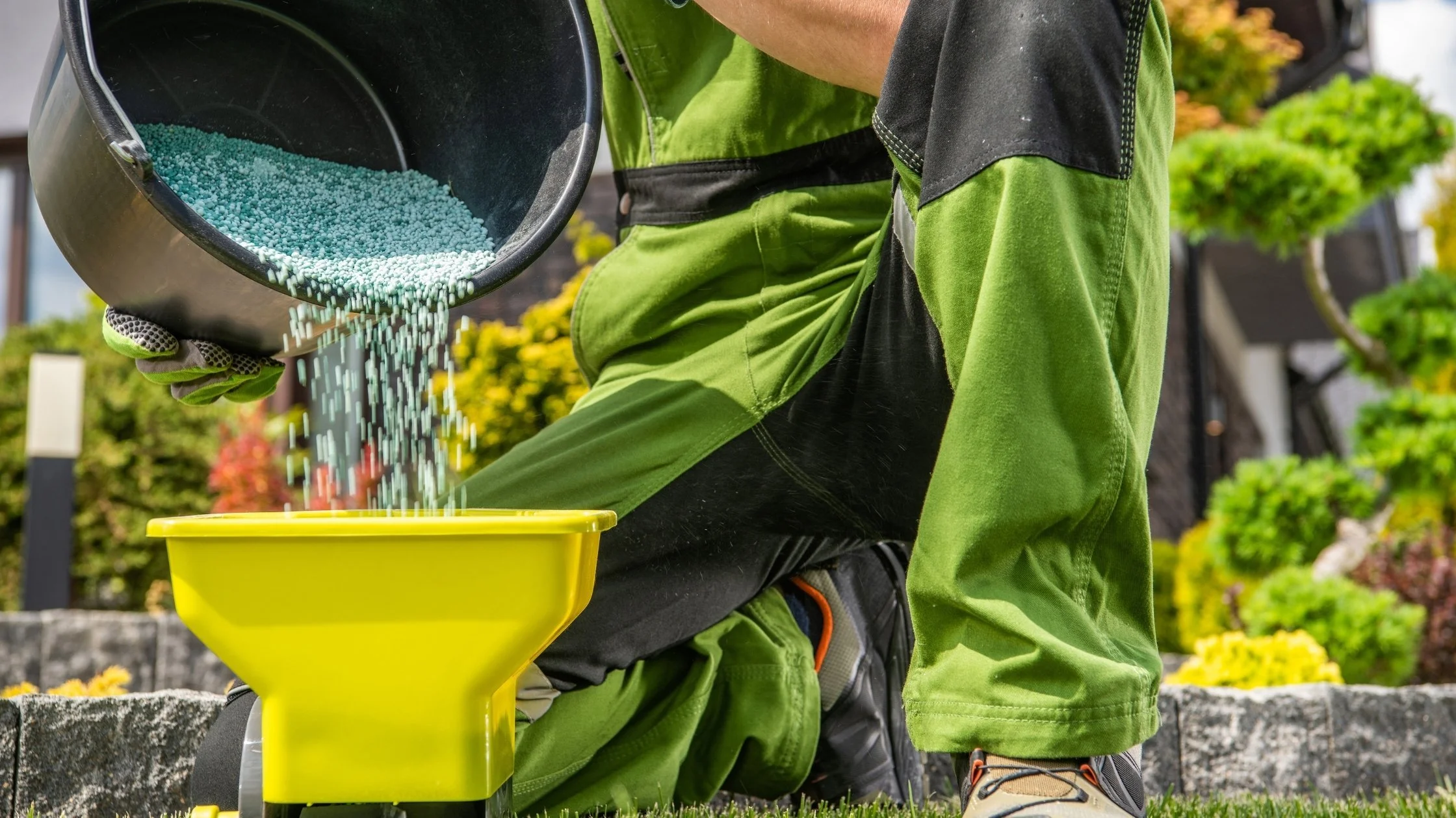 Gardener kneeling on the grass pouring small blue-green granules from a black container into a yellow fertilizing spreader.