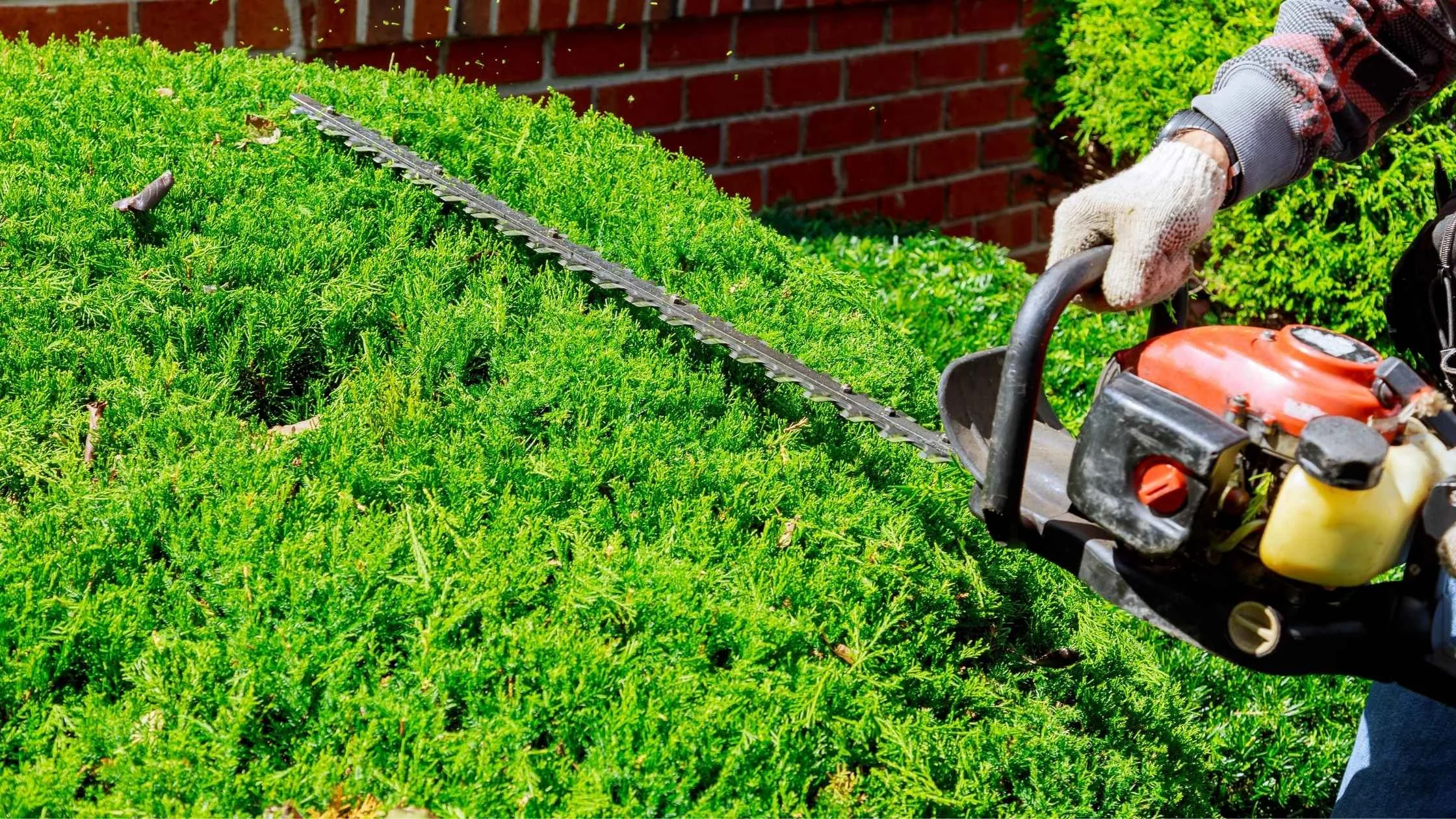 Person trimming a green hedge with a chainsaw.