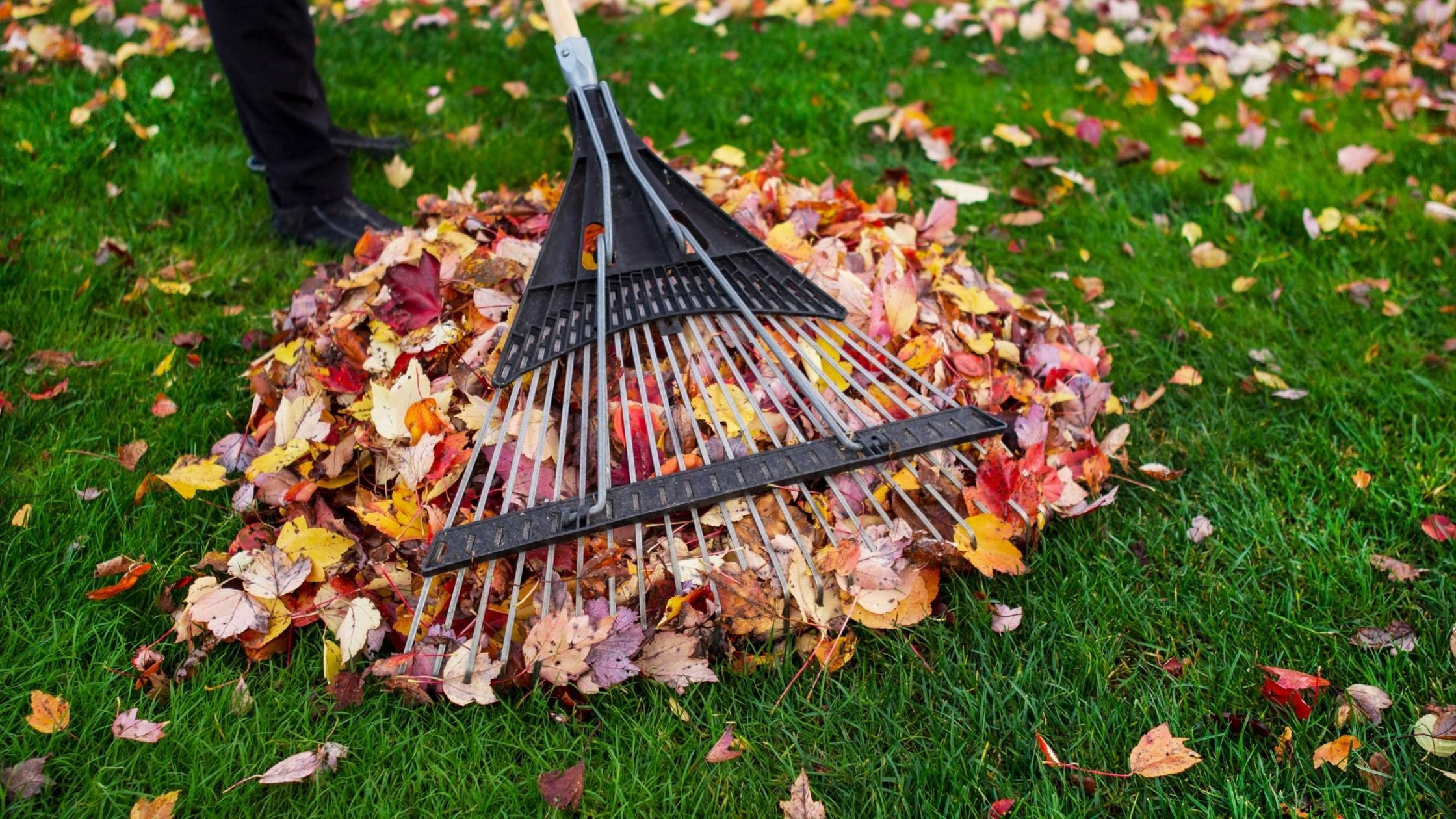A rake resting on a pile of colorful autumn leaves on a grassy lawn, with a person's legs visible in the background.