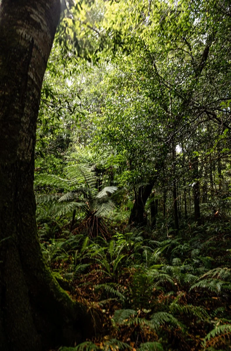 13 Sharon Wiley - Cathedral Palms.jpg