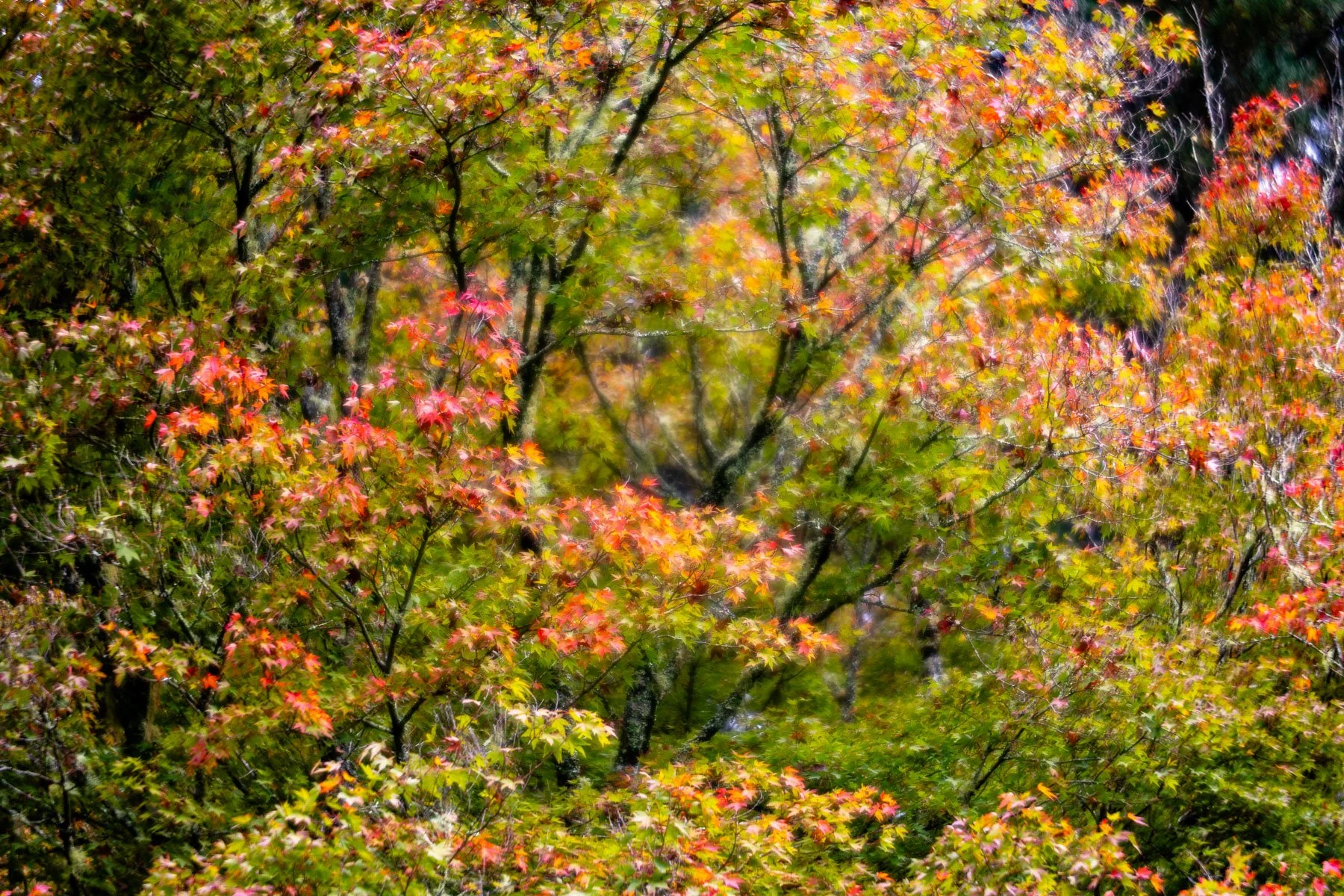 10 Sharon Wiley - Sefton Hall Garden.jpg