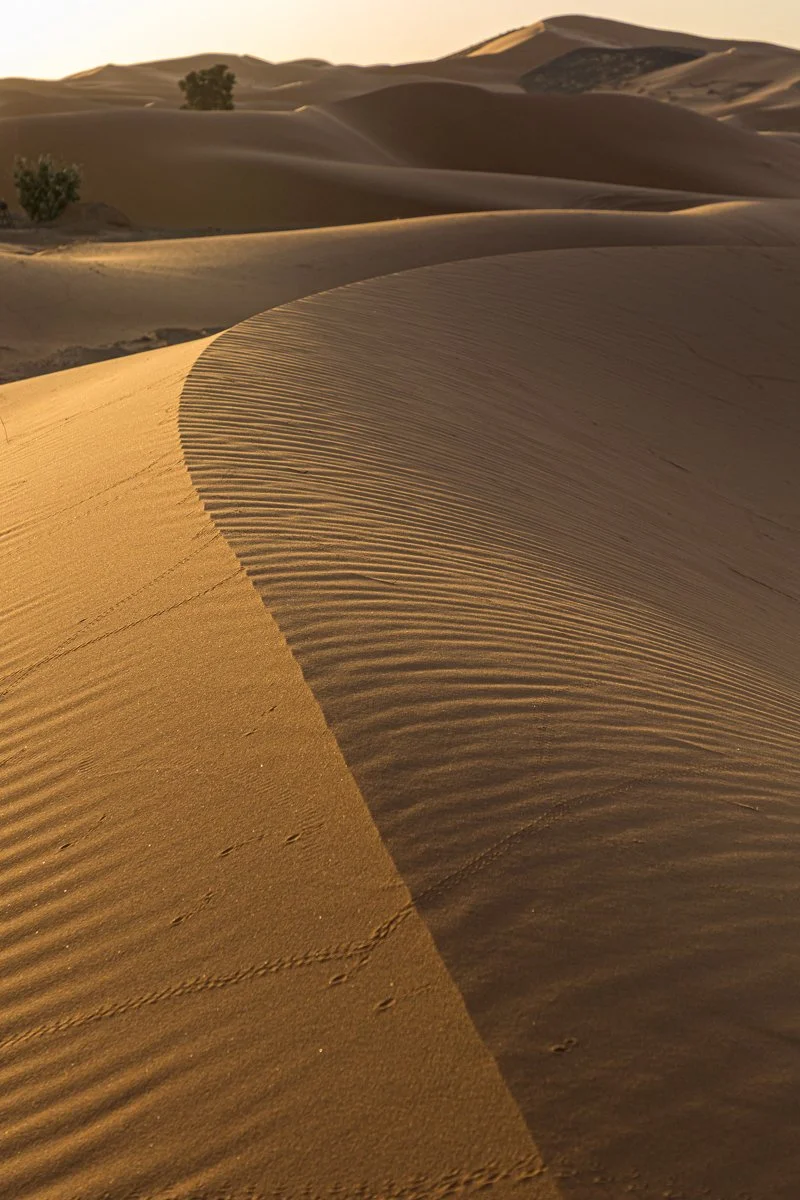 18 Sharon Wiley - Sahara.jpg