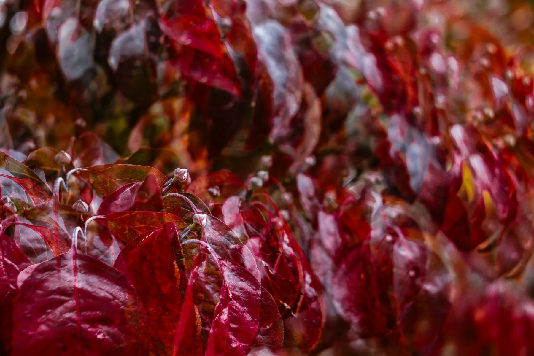 01 Sharon Wiley - Sefton Hall Garden.jpg