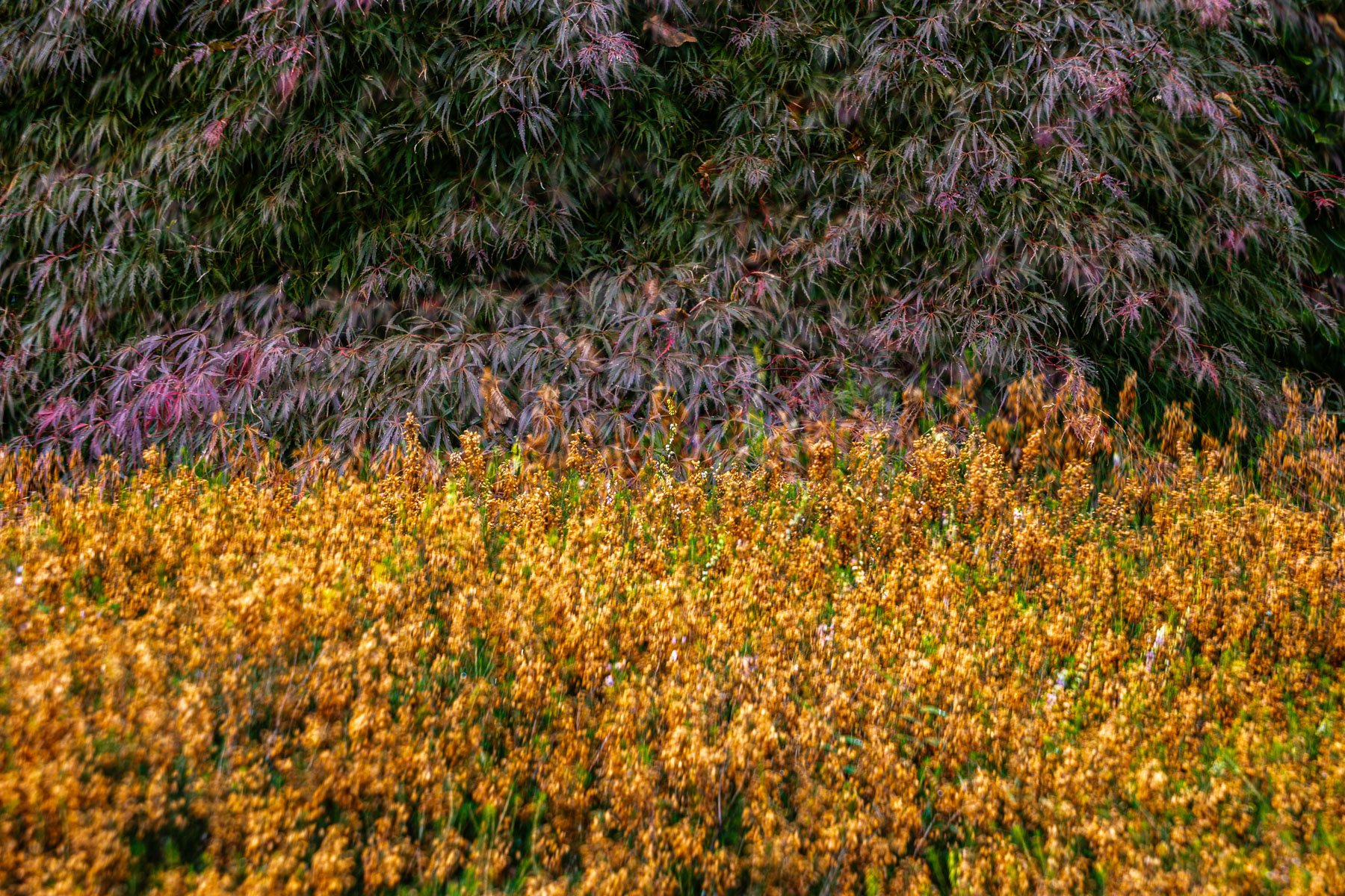 11 Sharon Wiley - Sefton Hall Garden.jpg