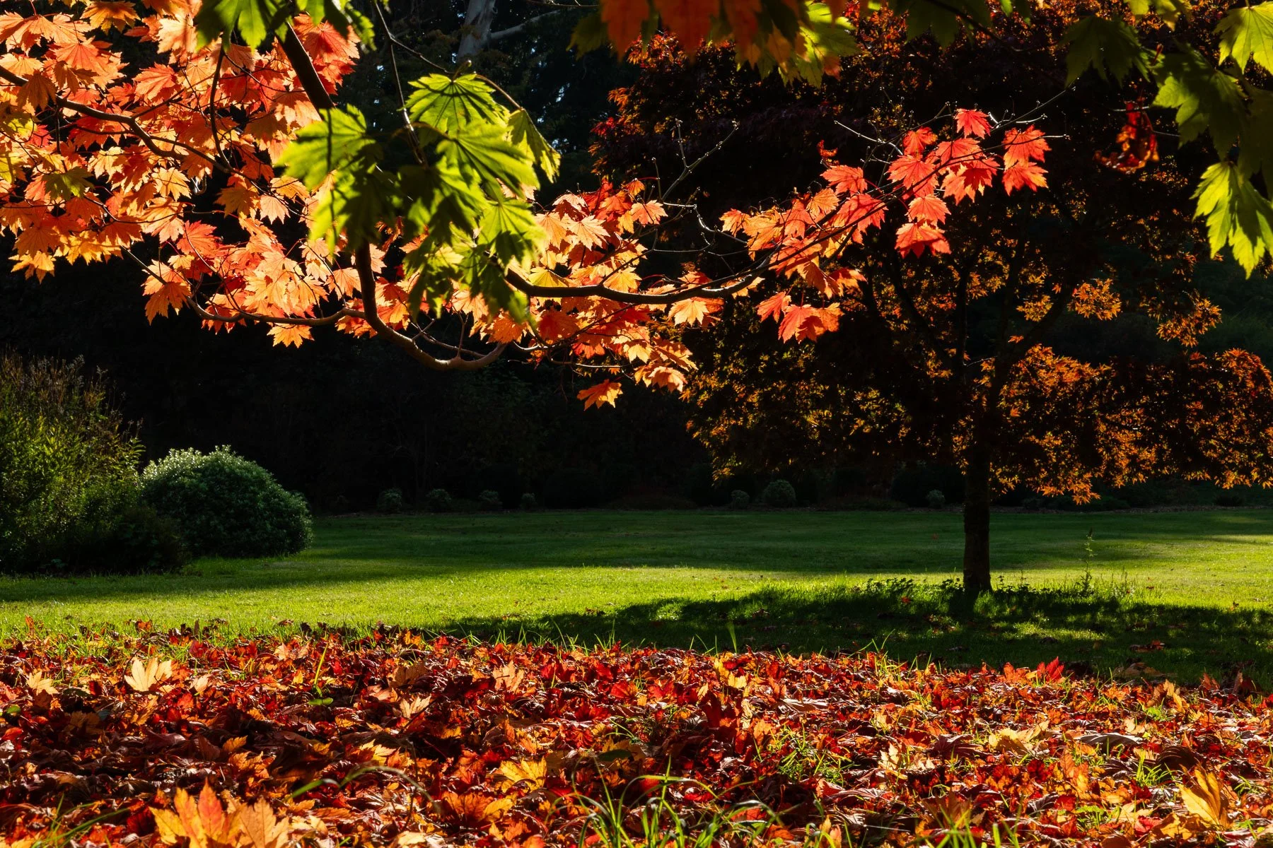 14 Sharon Wiley - Mt Wilson_.jpg