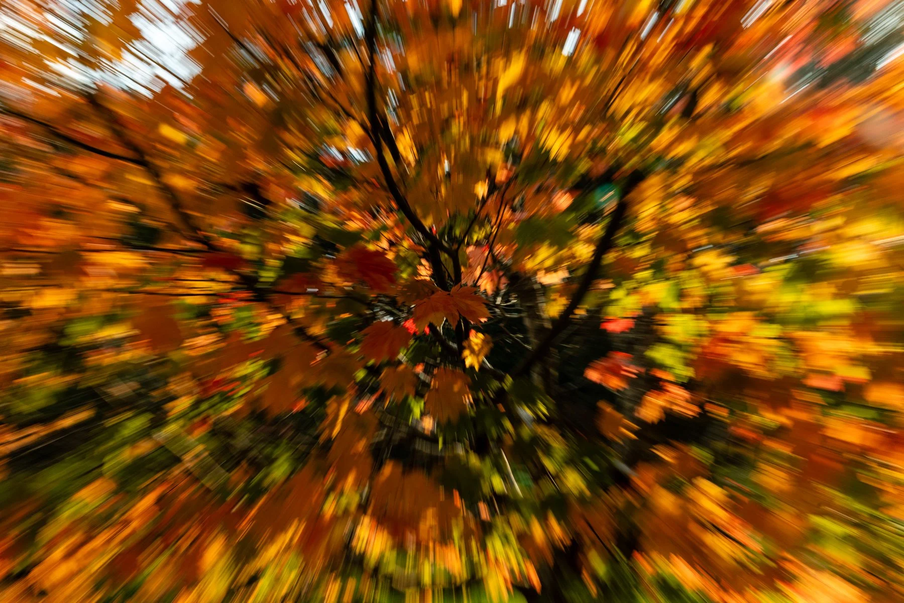 16 Sharon Wiley - Sefton Hall Garden.jpg