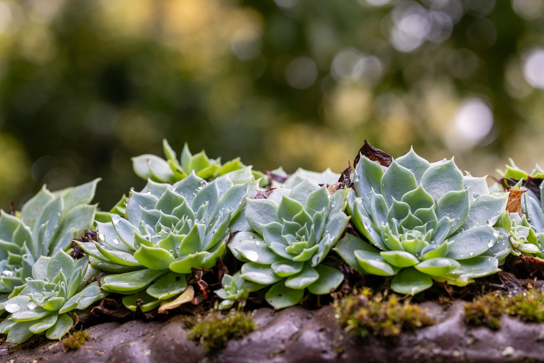 08 Sharon Wiley - Sefton Hall Garden.jpg