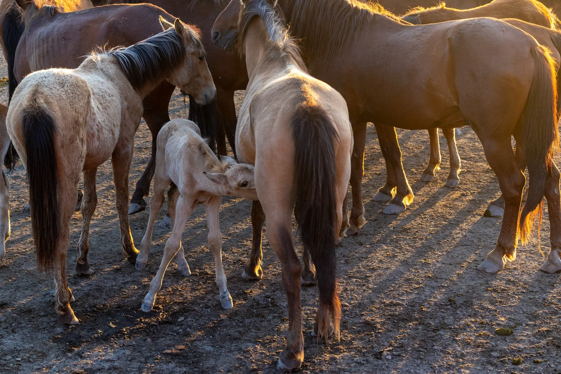20 Sharon Wiley - Cappadocia.jpg