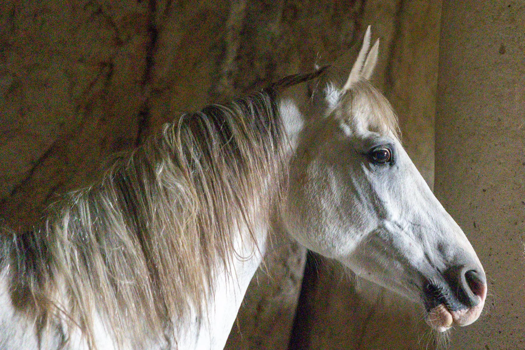 05 Sharon Wiley - WIld Beauty.jpg