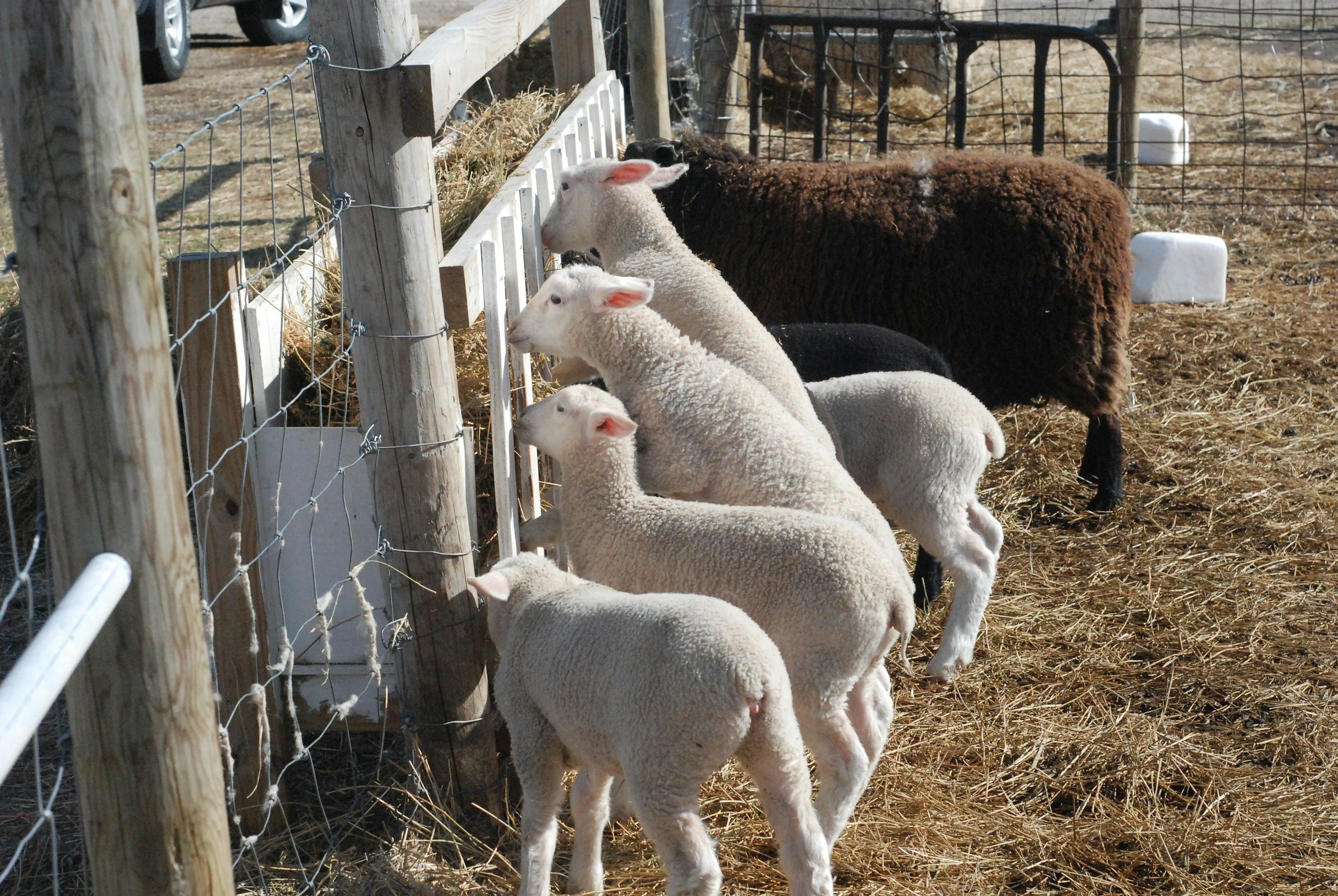 Small Ruminant Workshop