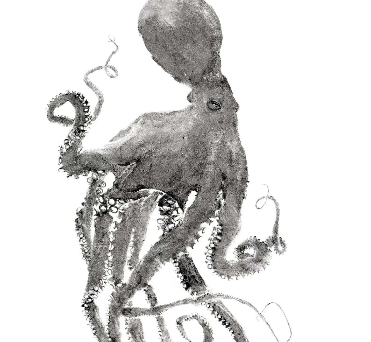 Octopus Dancing Queen.jpg