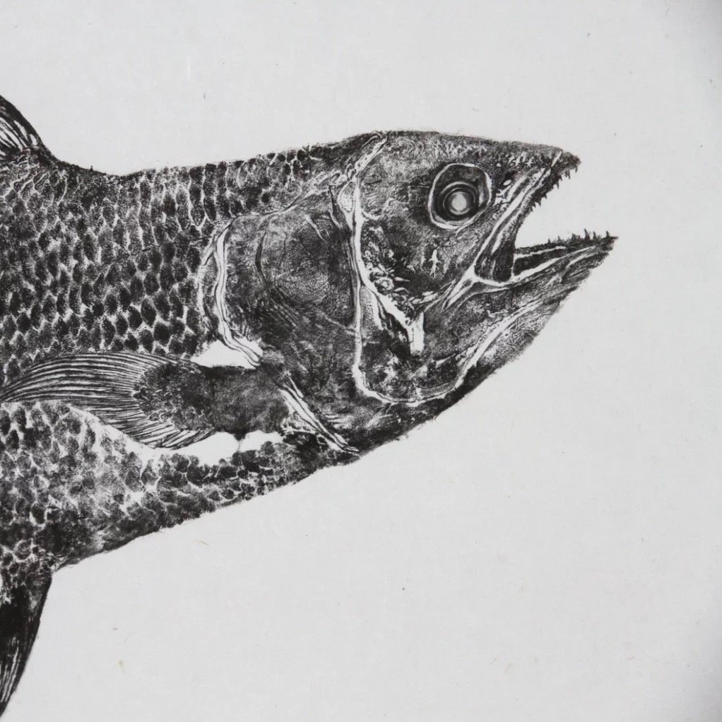 Coelacanth Reproduction 1.jpeg