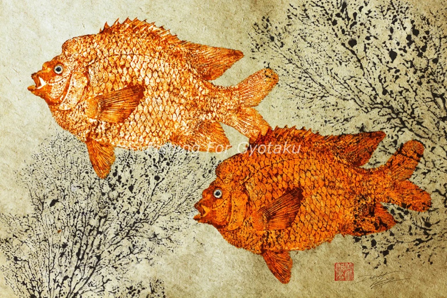 Garibaldi (from Mexxican waters) Reproduction.jpg