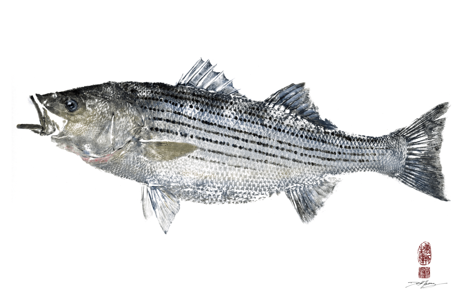 Striped Bass Color.png