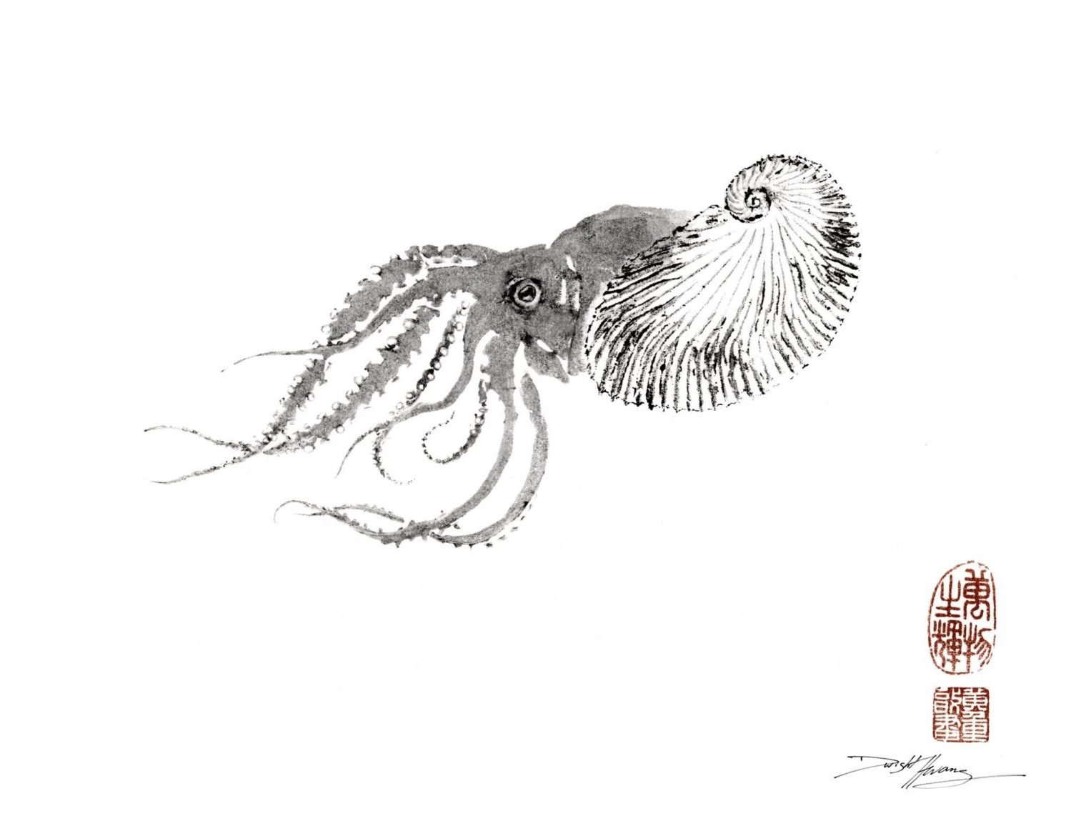 Nautilus.jpg