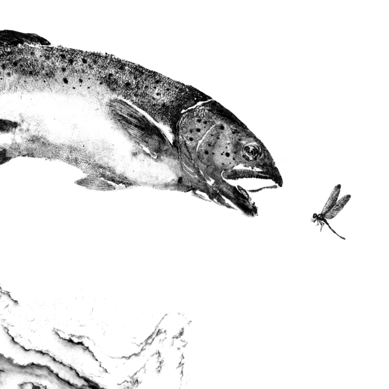 Trout Leaping at Dragonfly with Suminagashi Reproduction Print copy.png