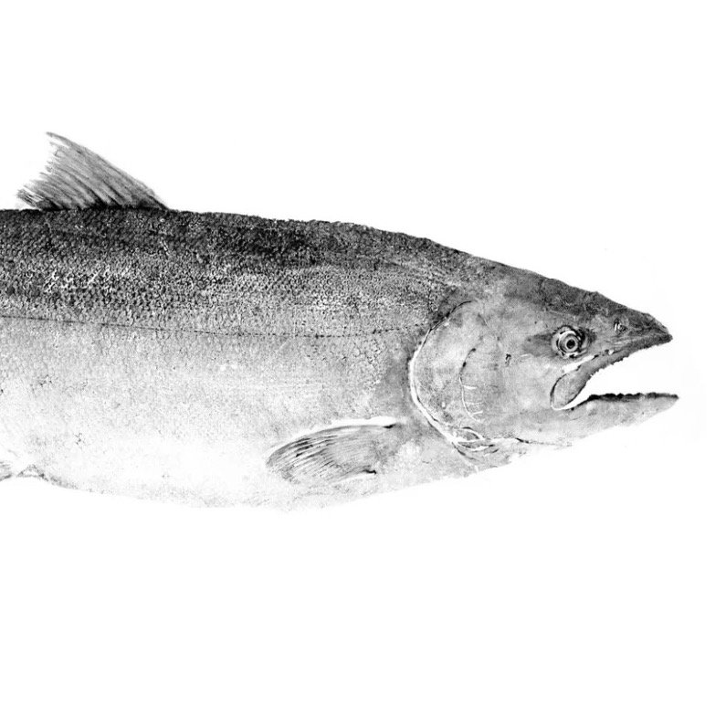 Chinook King Salmon Reproduction copy.jpeg