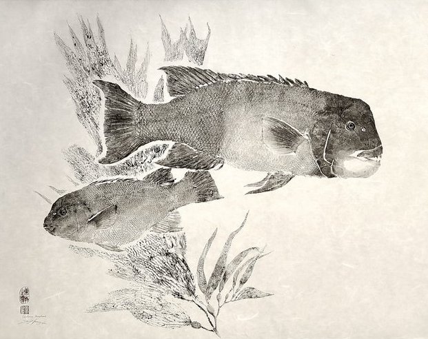 West Coast Sheephead - Male & Female amongst Giant Kelp copy.jpeg