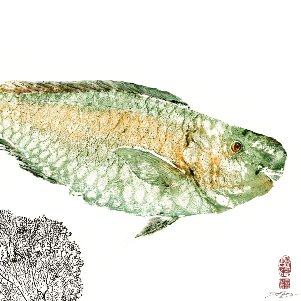 Hawaiian Parrotfish Color copy.png
